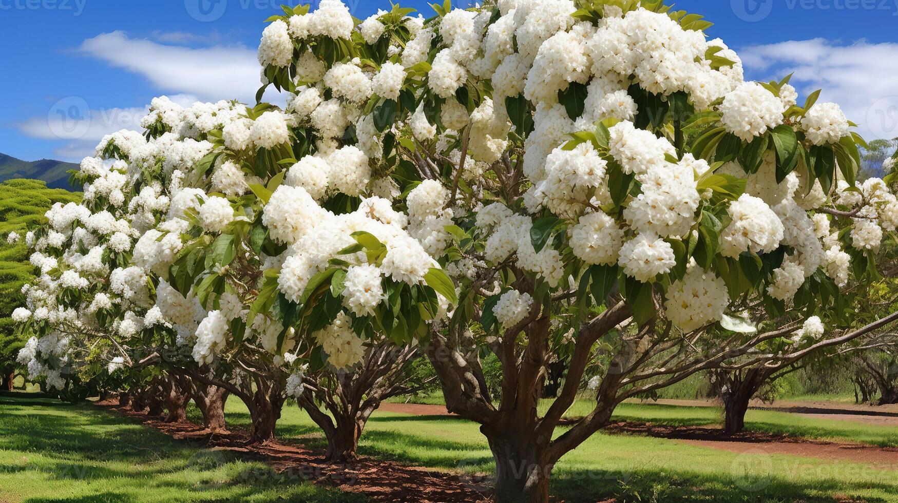 flowers macadamia nut tree photo