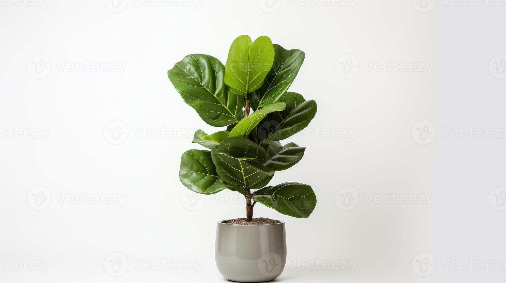elegance fiddle fig leaf photo