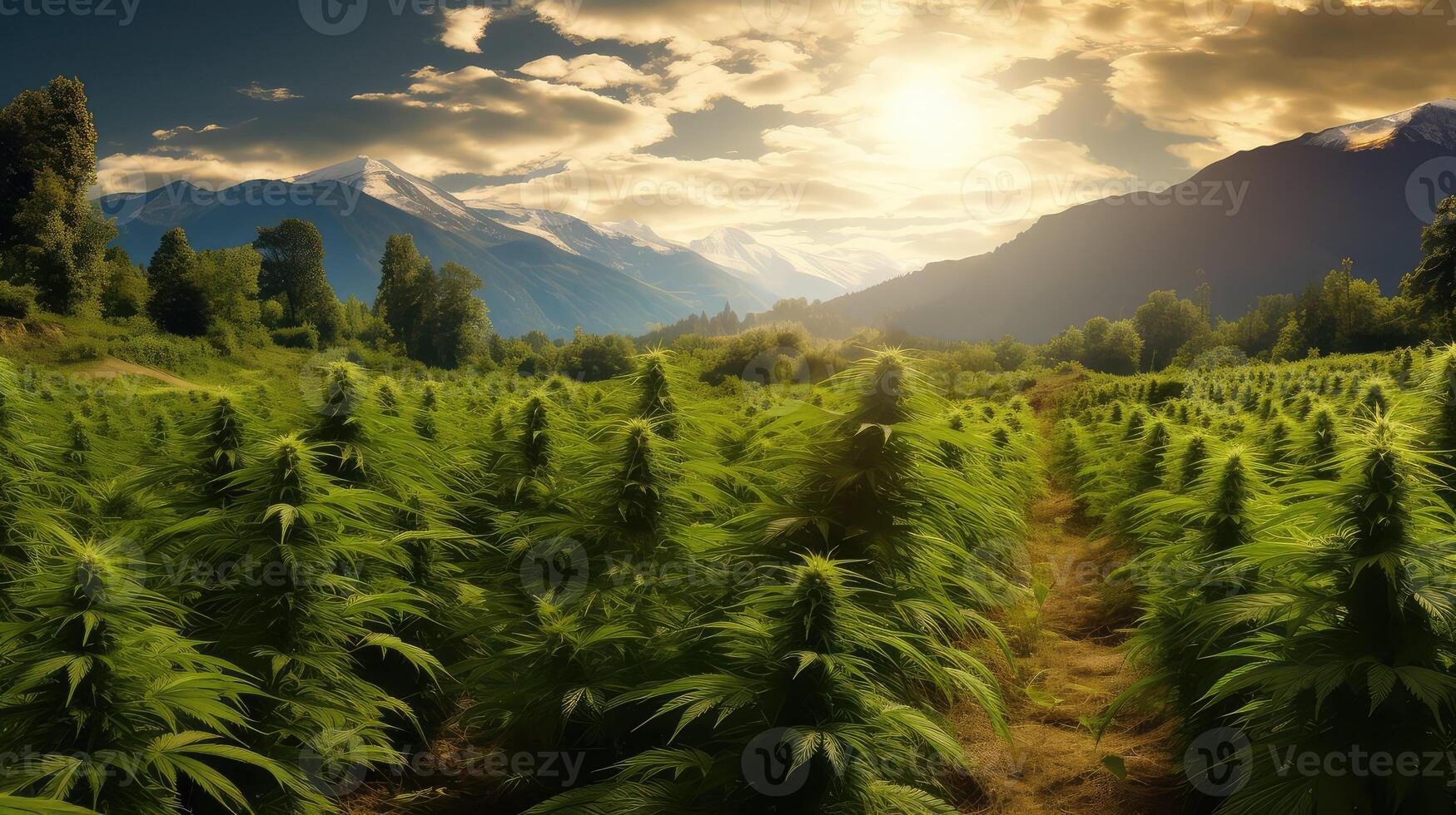 indica marijuana leaves photo