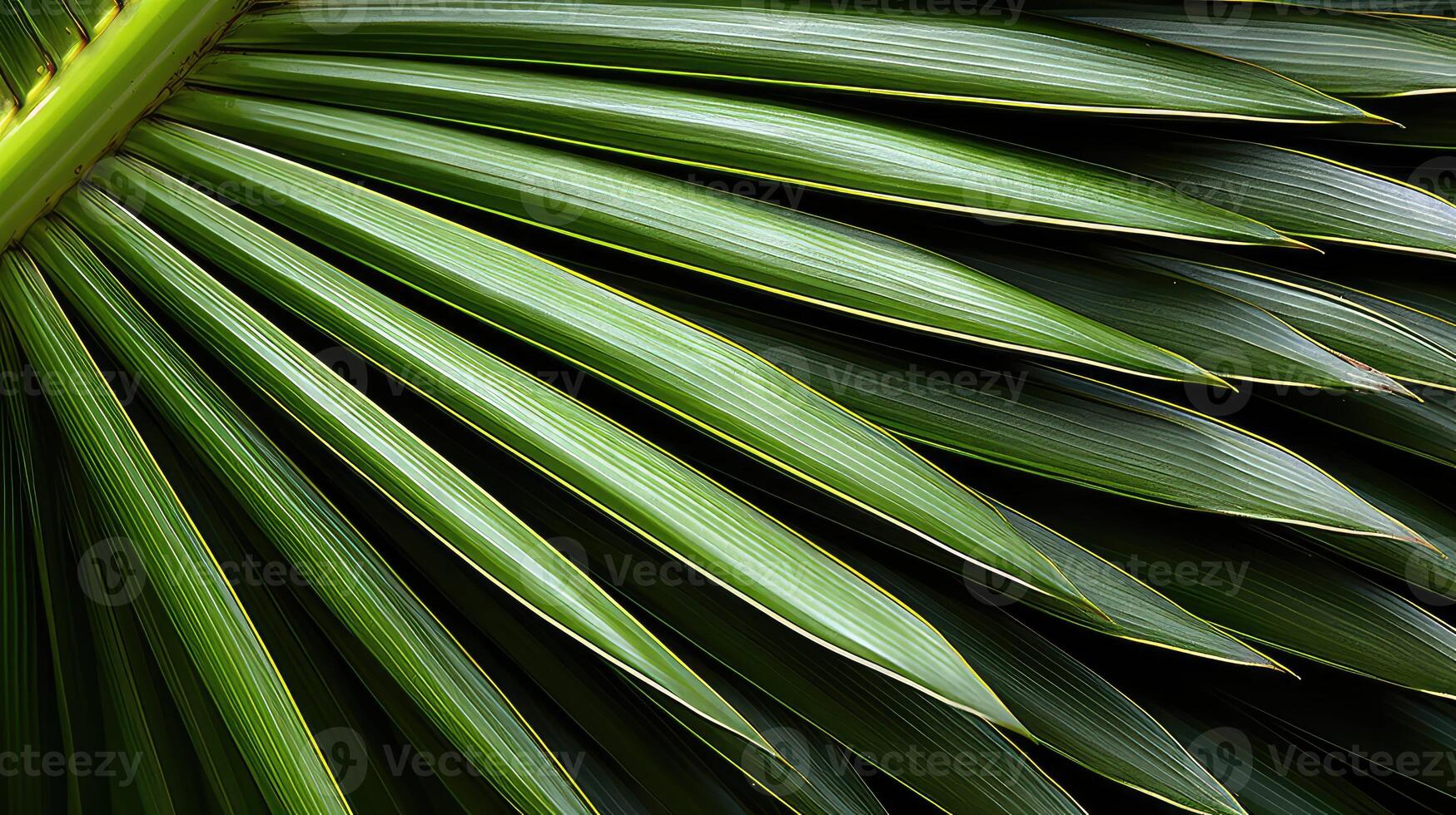 patterns queen palm tree photo