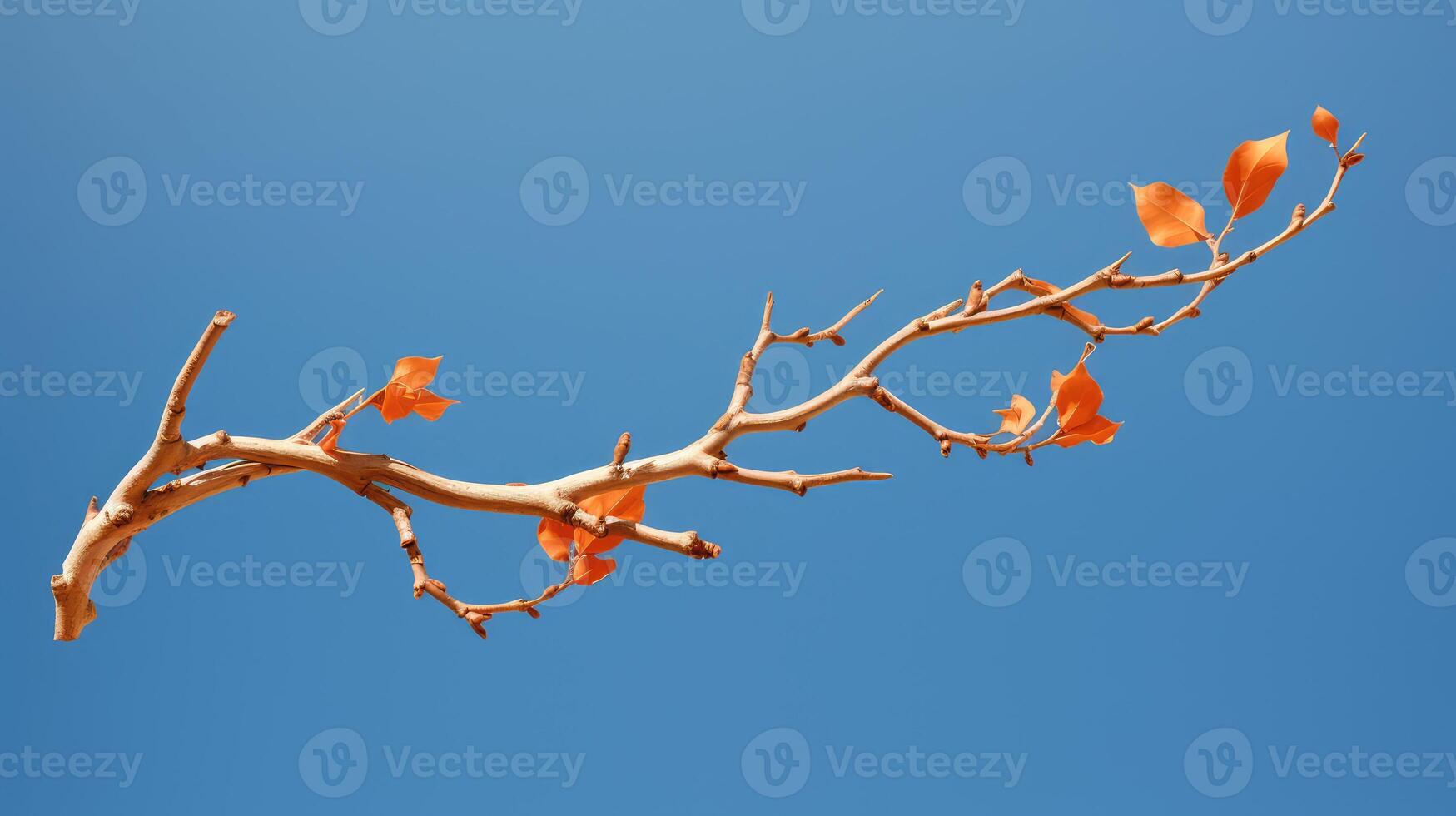 gnarled orange tree branch photo
