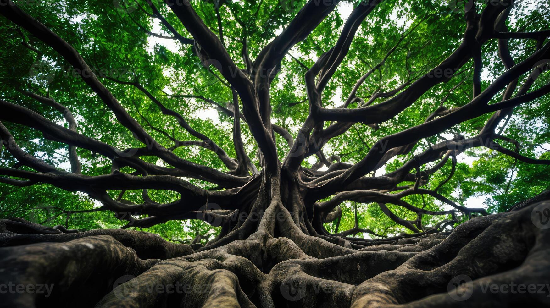 sturdy tree roots branches photo