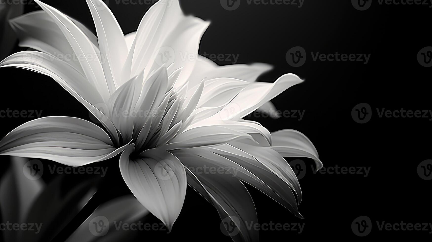 timeless black background white background photo