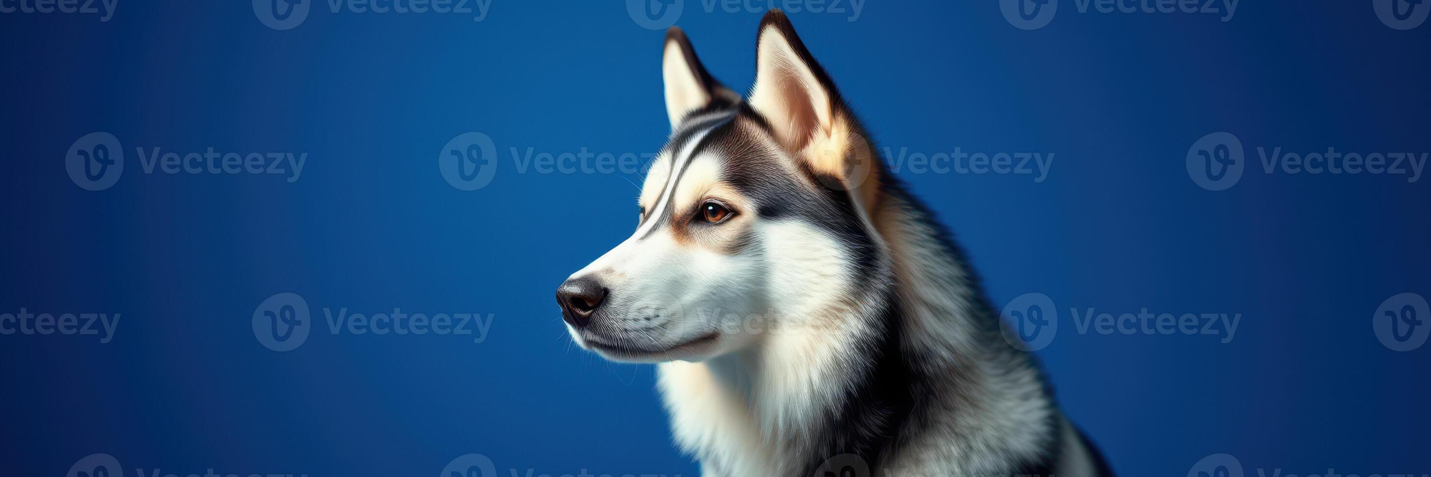 Husky dog poses in front of a solid blue background showcasing its striking features and intelligent expression in a studio setting photo