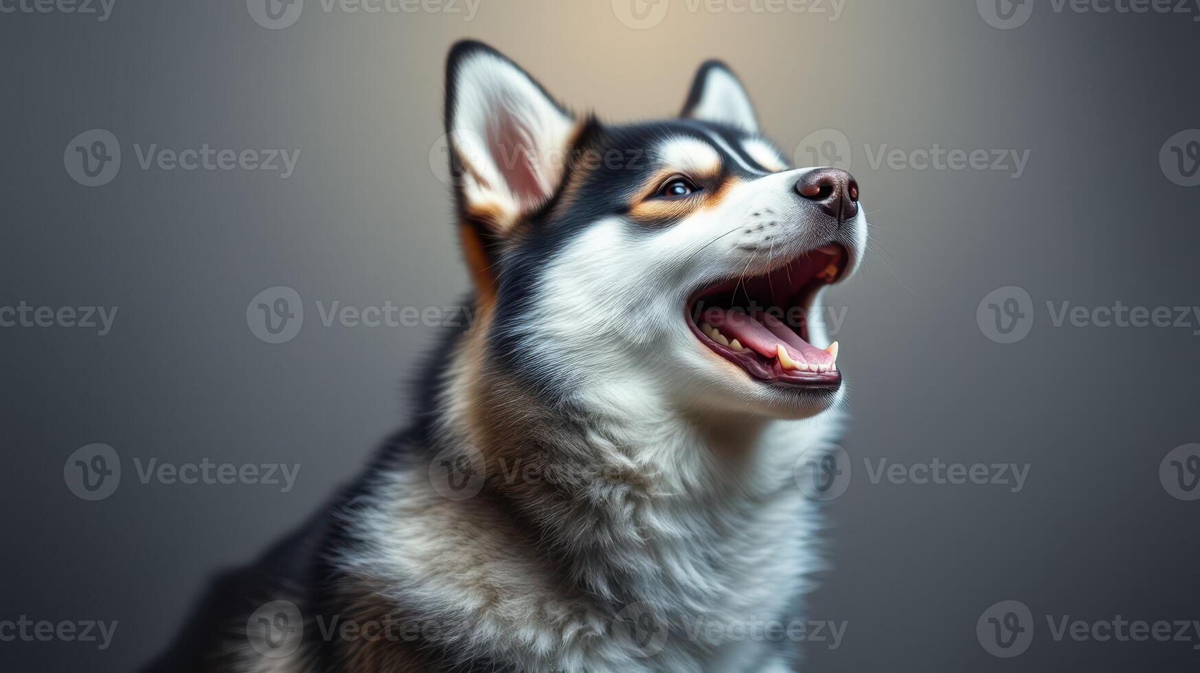 Husky dog standing with mouth open and expressive gaze in a studio with soft lighting photo