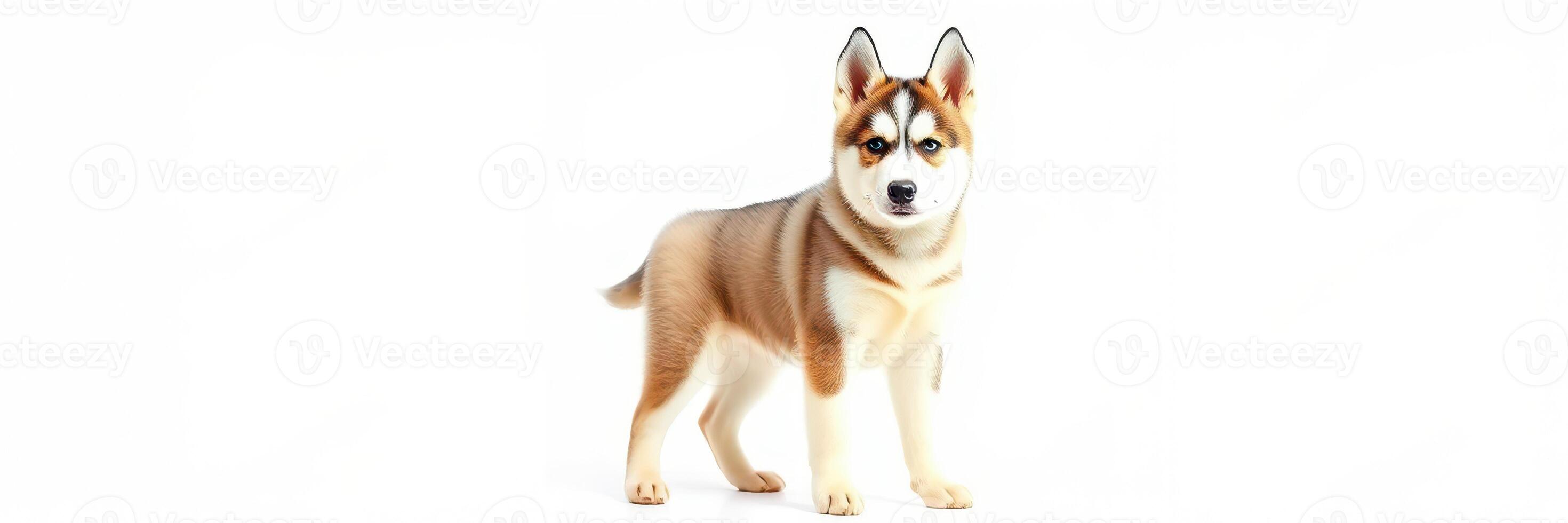 Cute and playful dog stands confidently in a bright white space, showcasing its fluffy fur and curious expression during a photoshoot photo