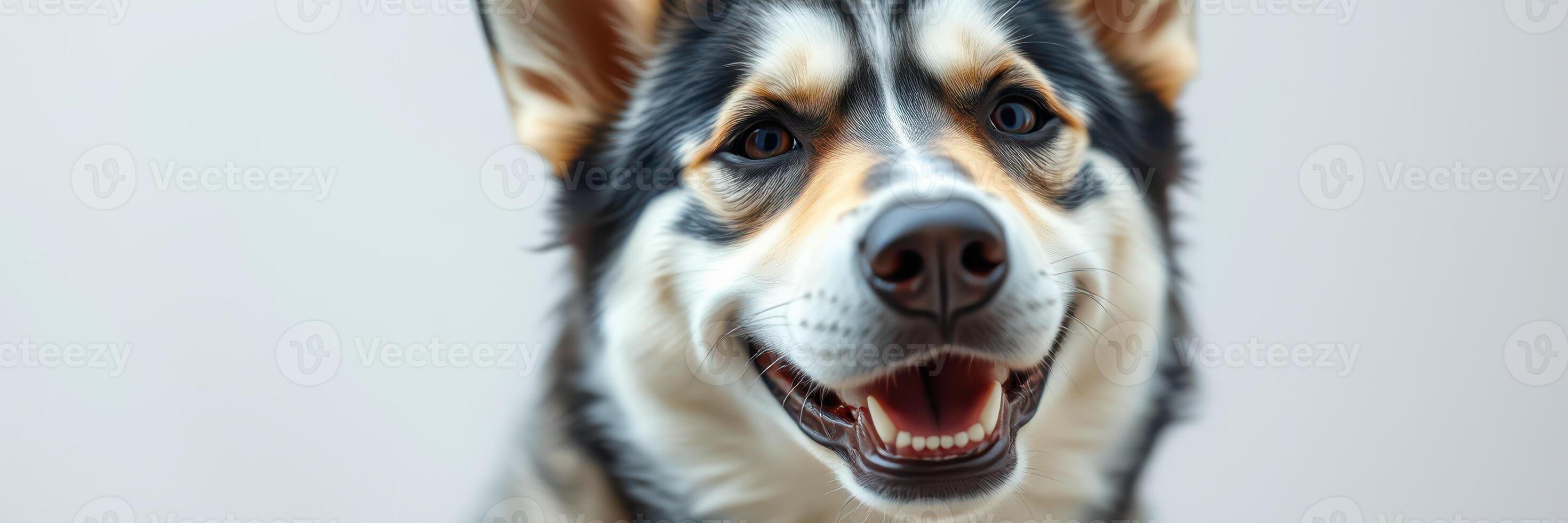 Friendly dog with a playful expression against a light background in a cozy indoor setting photo