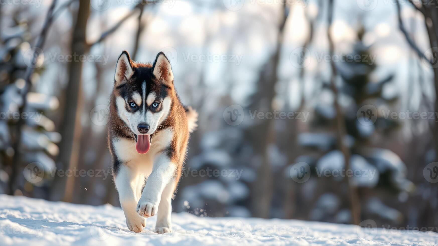 Siberian husky runs joyfully through the snowy forest on a bright winter day photo