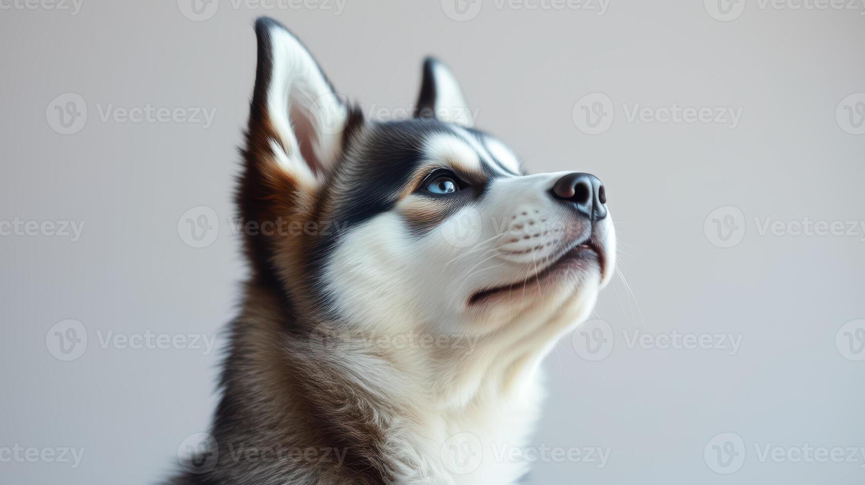 Siberian husky gazes upward in a minimalistic indoor setting during daylight hours photo
