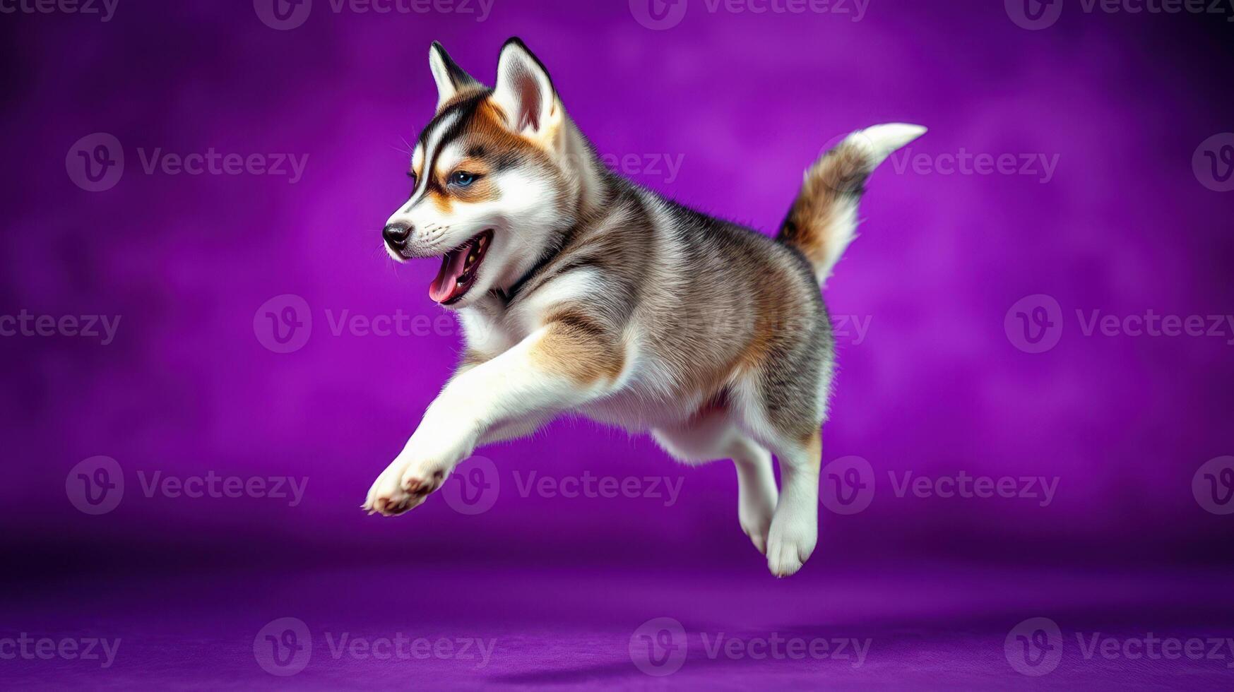 Playful husky puppy leaps joyfully against a vibrant purple background in a studio setting photo