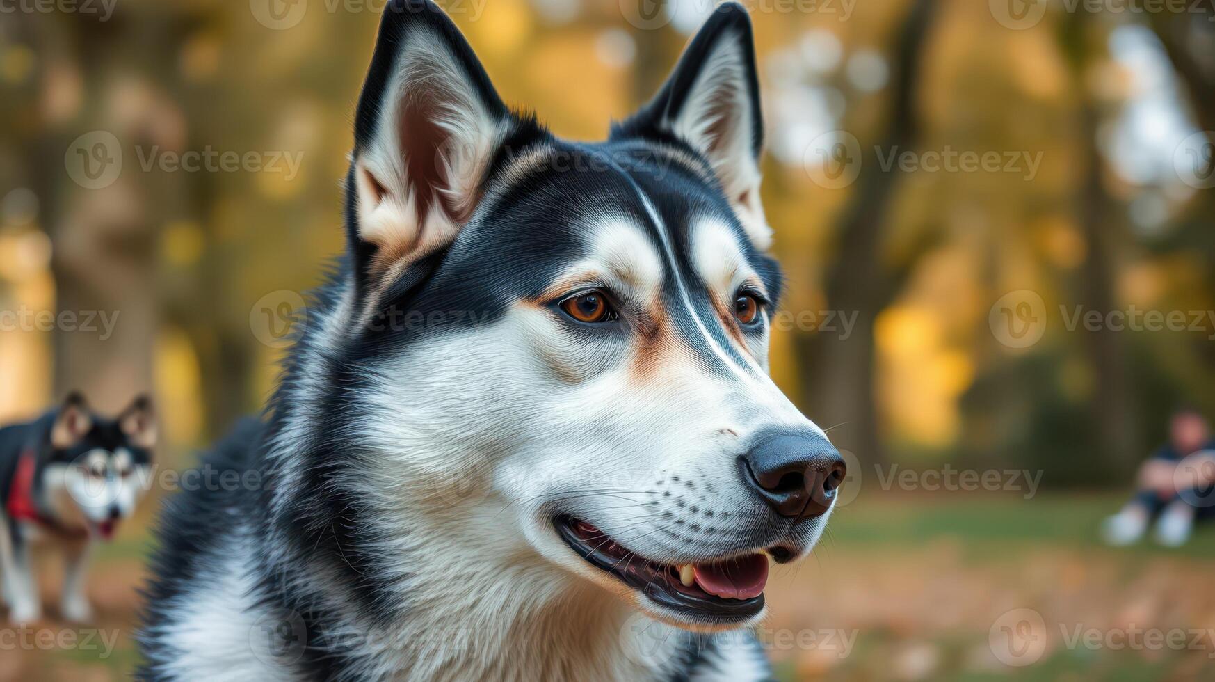 Siberian Husky enjoys a sunny afternoon in a vibrant park with friends and nature all around photo