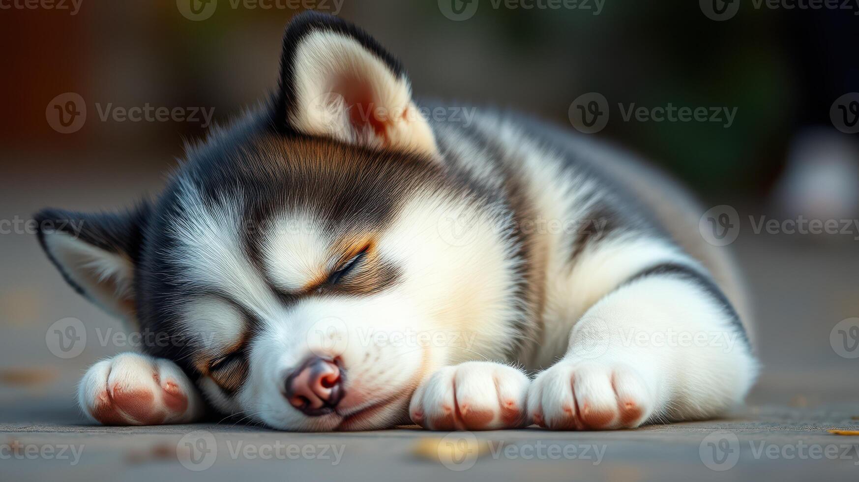 Sleepy husky puppy rests peacefully on a sunny afternoon in a quiet outdoor setting photo