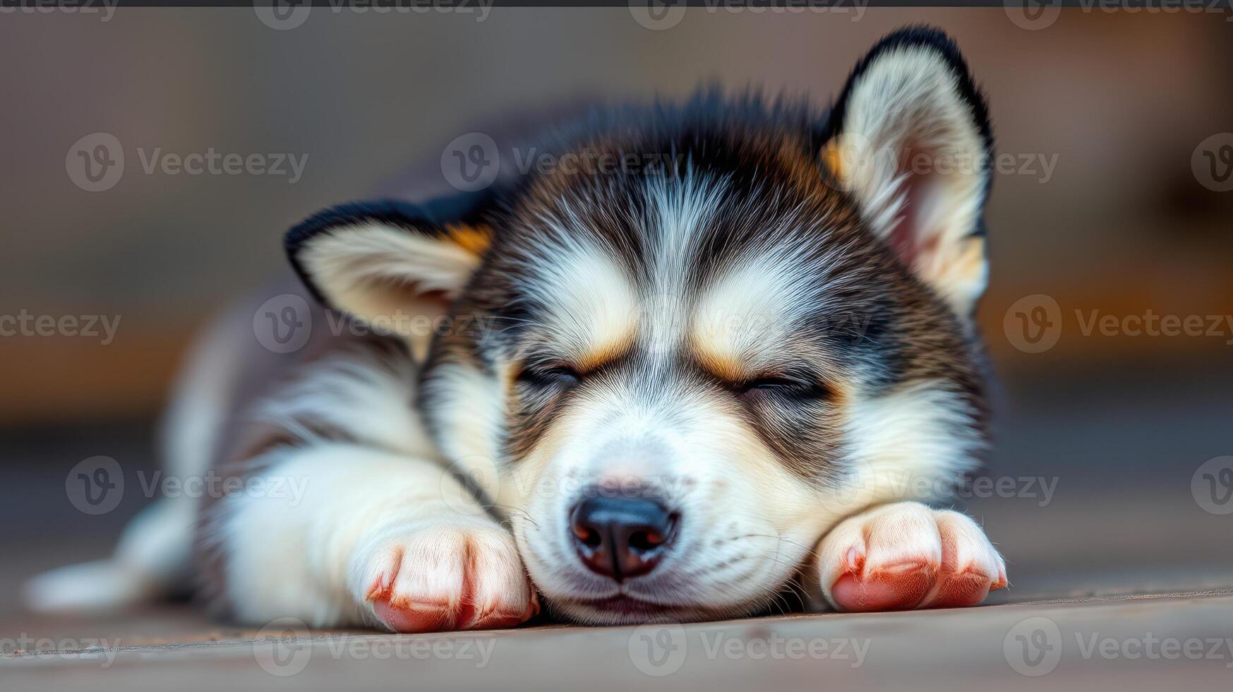 Sleeping husky puppy rests peacefully on a warm surface in a cozy indoor environment during the afternoon photo