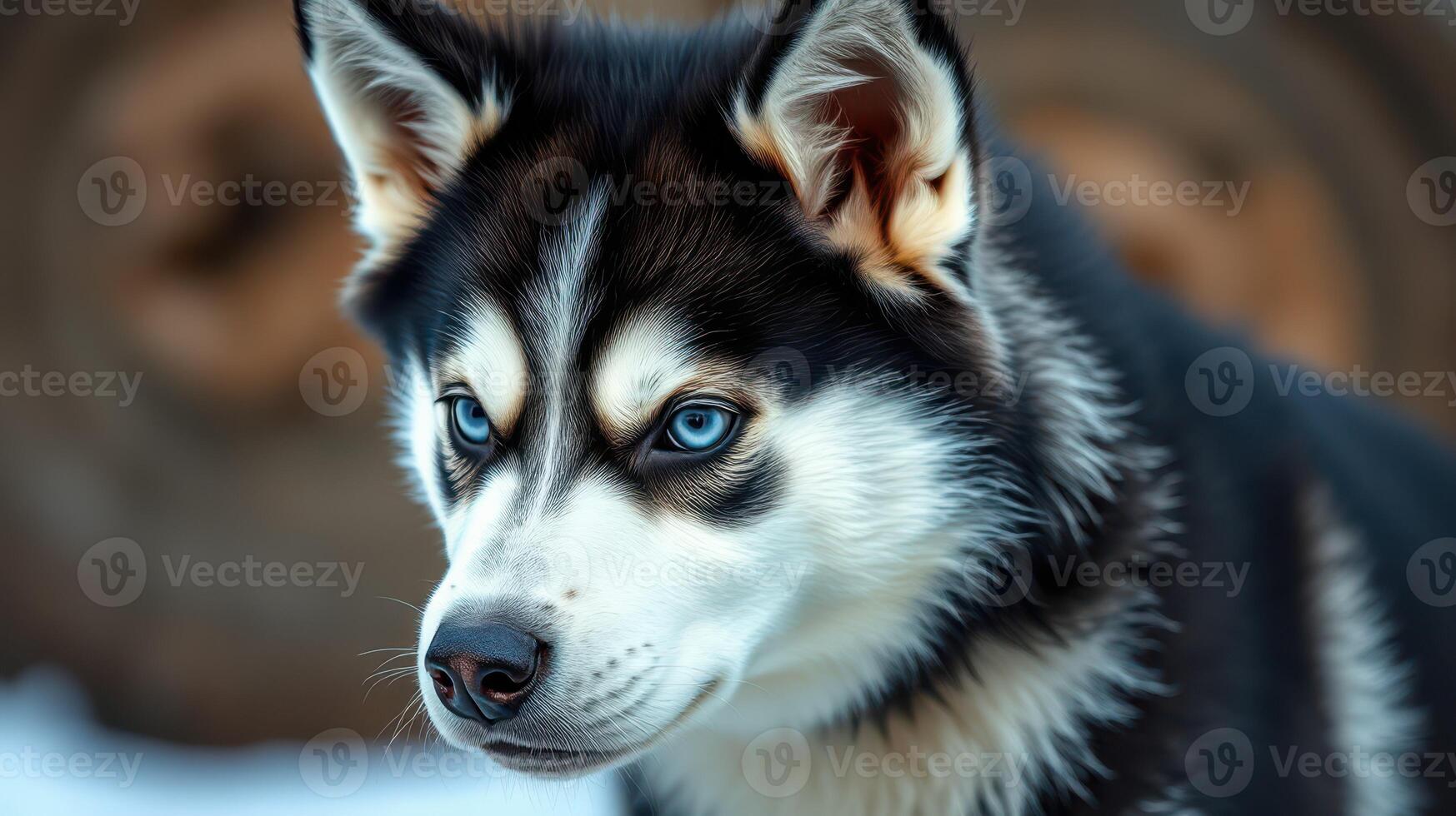 Siberian husky with striking blue eyes standing in a snowy landscape during winter photo