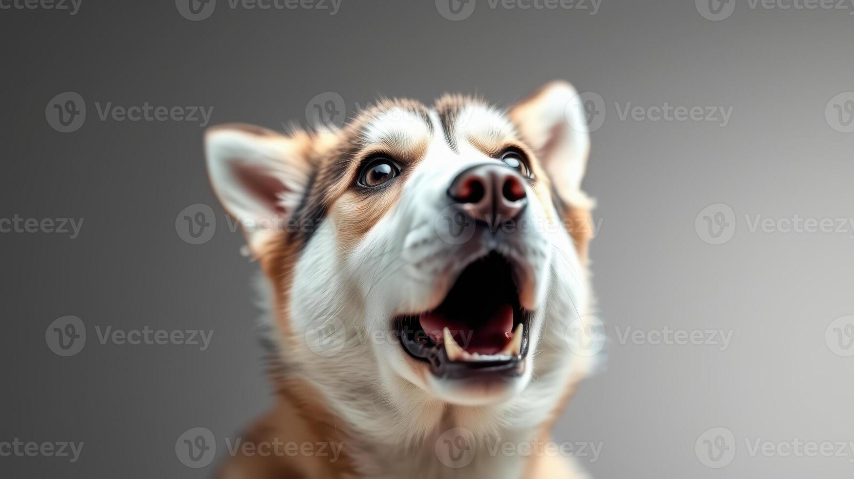 Excited dog with expressive face enjoying a playful moment indoors in soft light setting photo