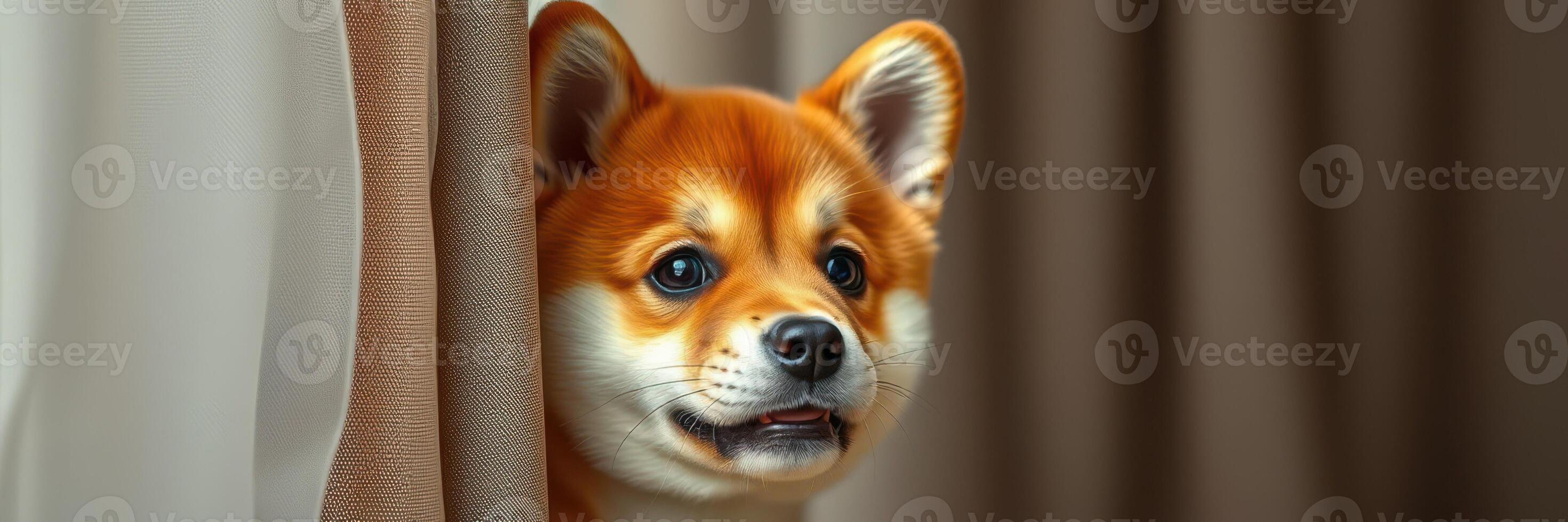 Curious shiba inu peeks through curtains in a cozy indoor setting during daylight hours photo