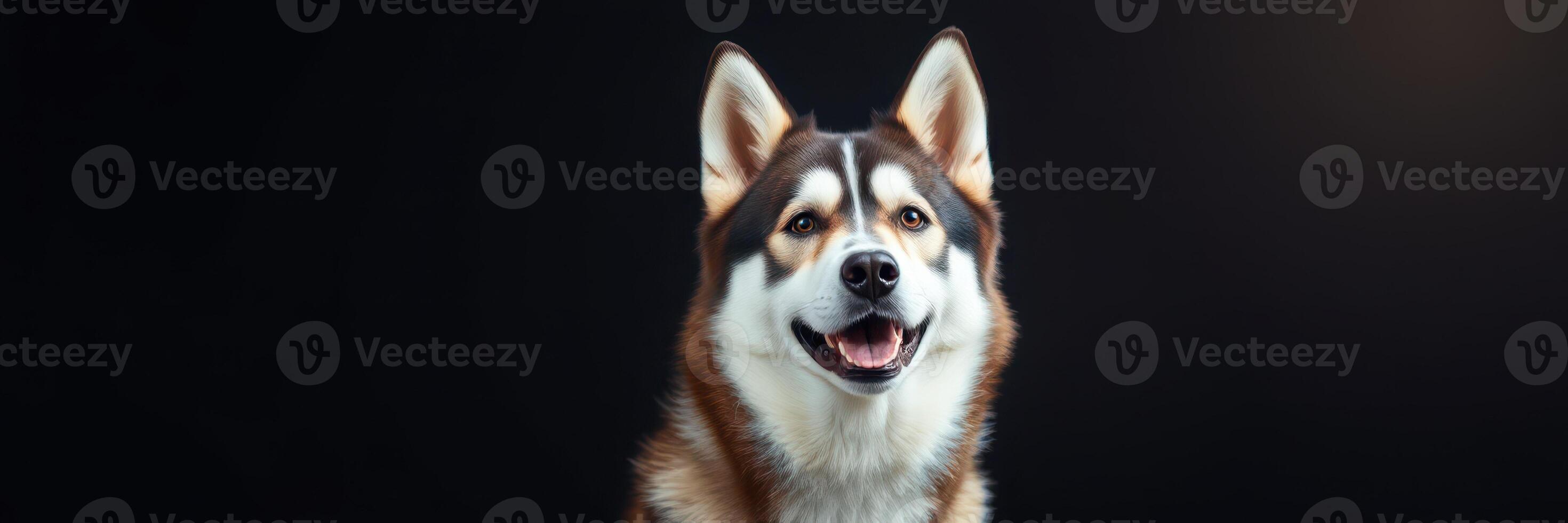 Happy husky dog sitting against dark background with joyful expression and attentive gaze in studio lighting photo