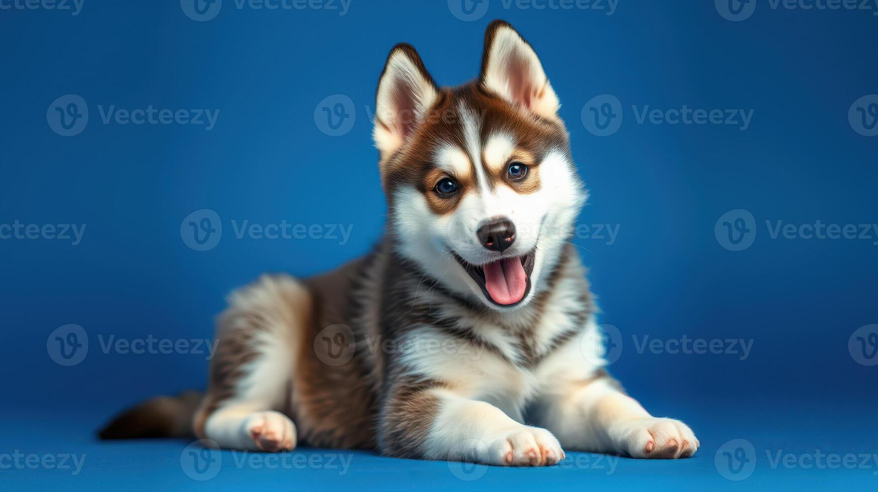 Happy husky puppy lying on blue background with playful expression and bright fur photo