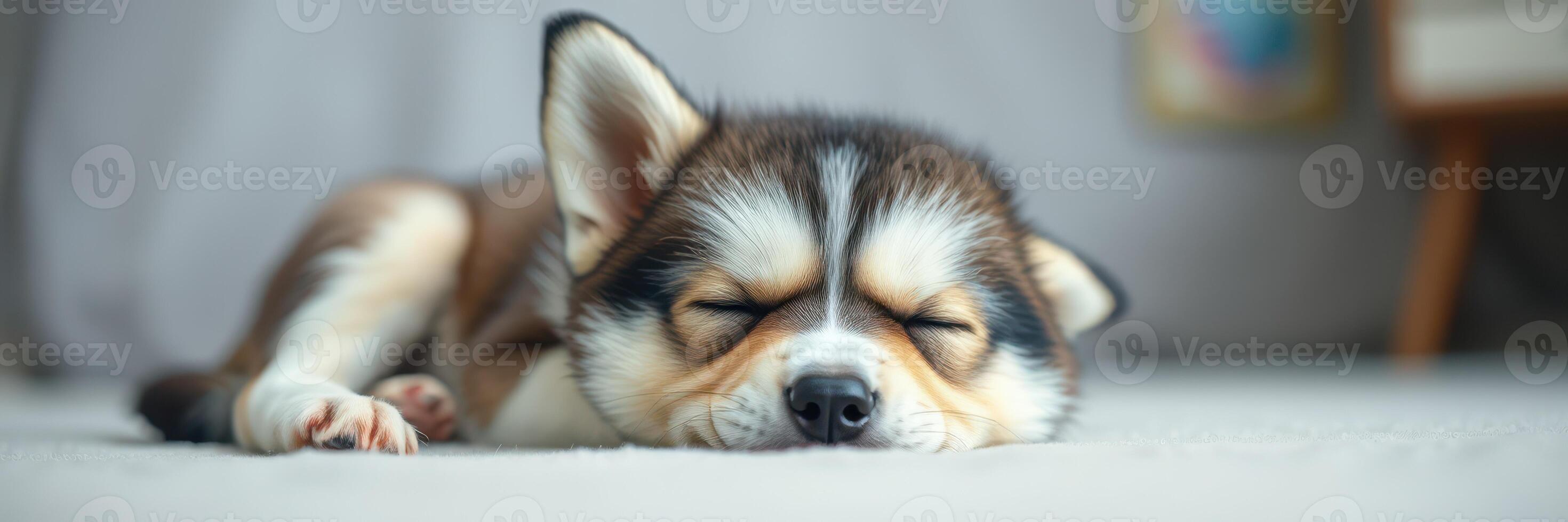 Cute sleeping puppy on a soft surface in a cozy indoor setting during the day photo