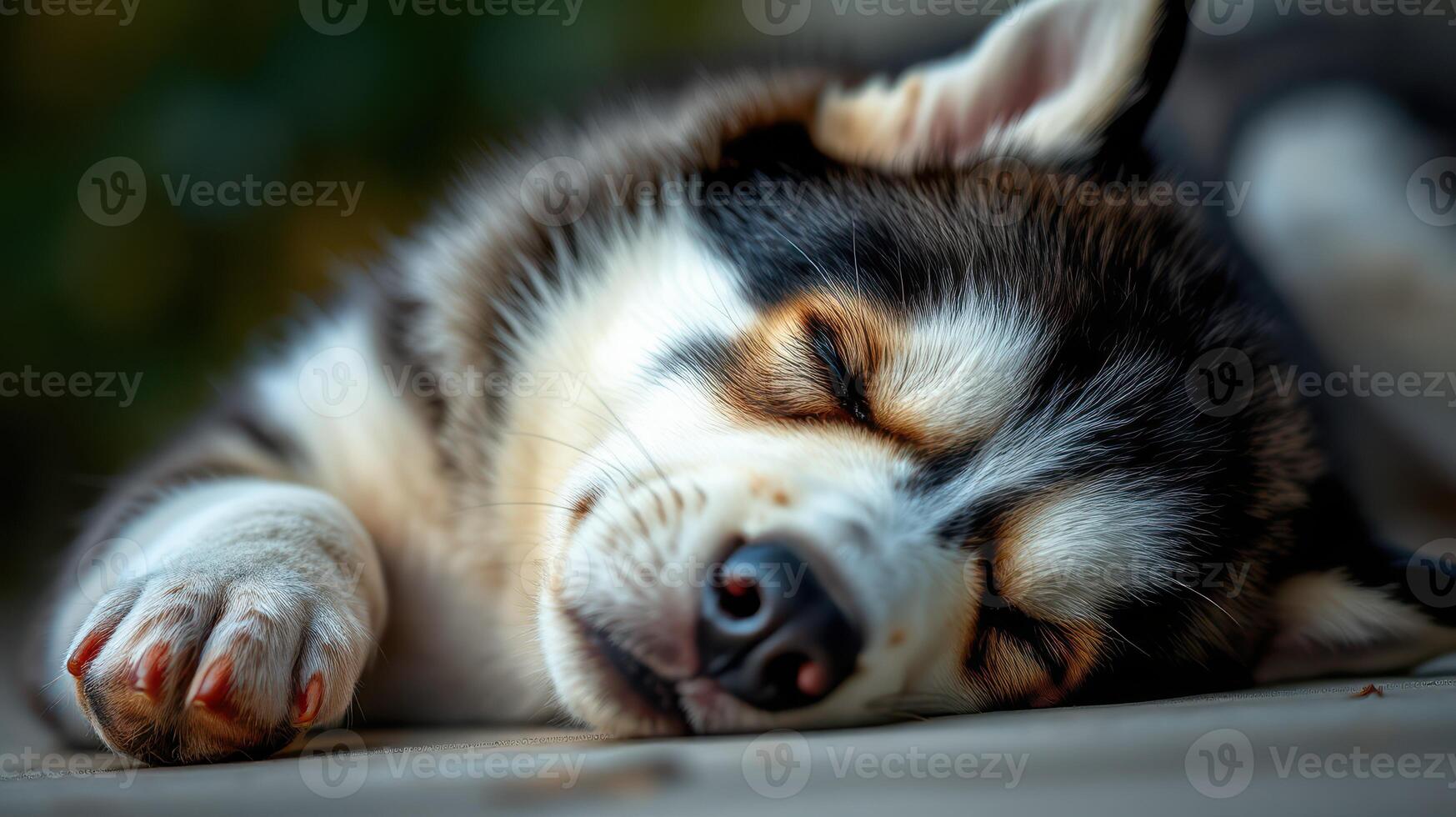 Sleeping husky resting peacefully on a stone surface in the afternoon sunlight surrounded by soft greenery in a serene environment photo