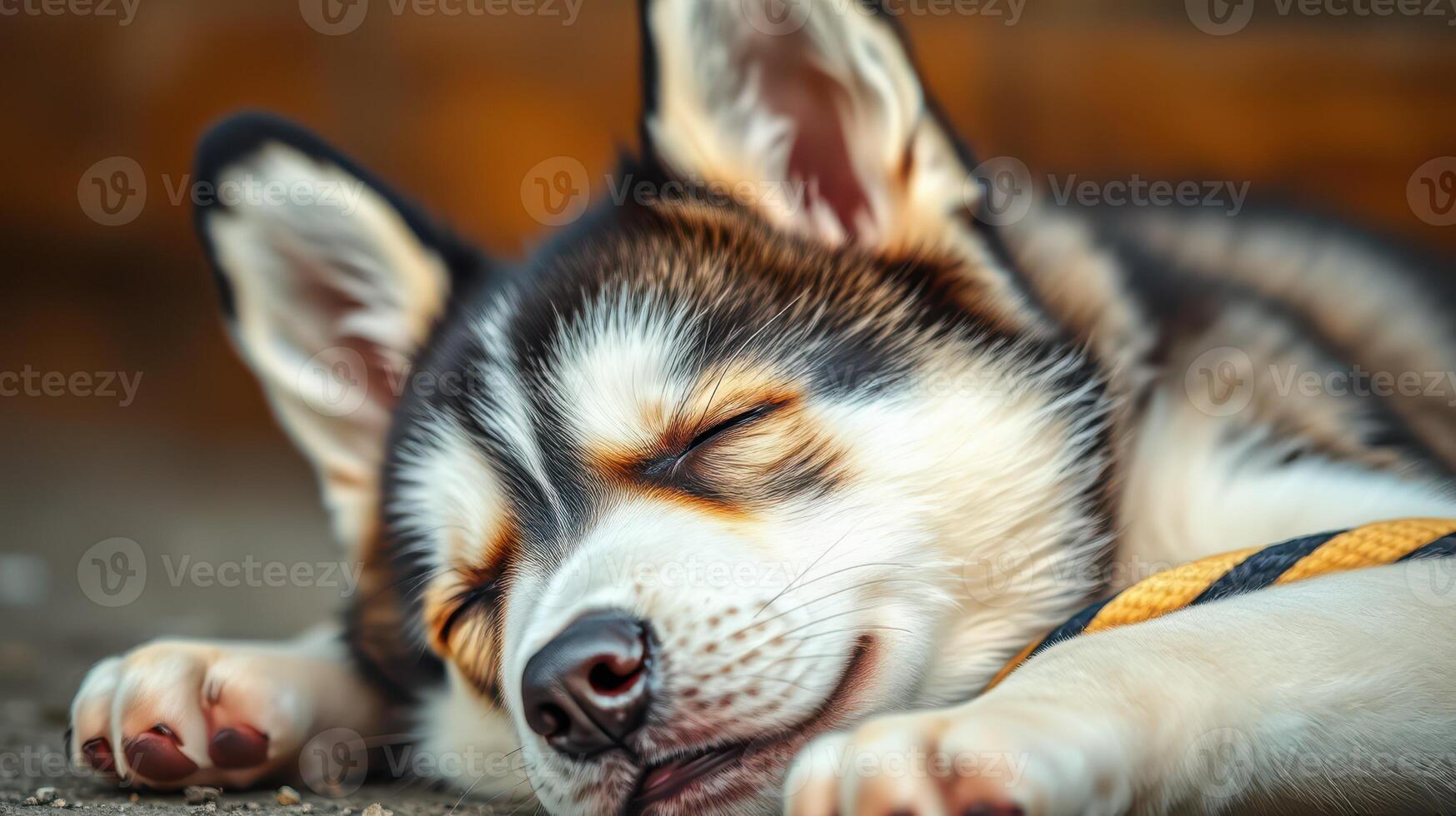 Cute husky puppy sleeping peacefully outdoors on a sunny day in a cozy environment photo