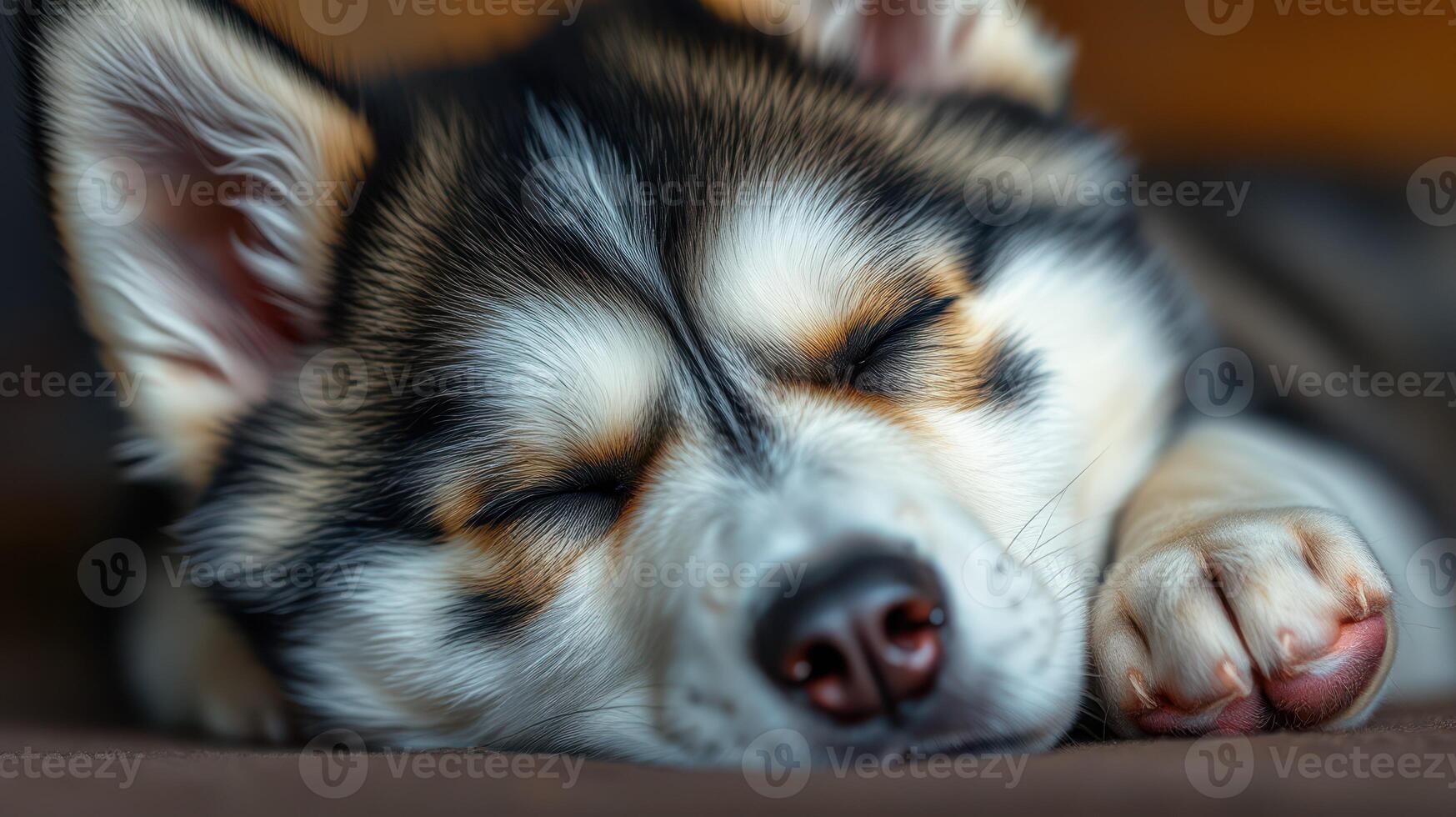 Cute sleeping puppy resting peacefully on a cozy surface in a warm indoor setting photo