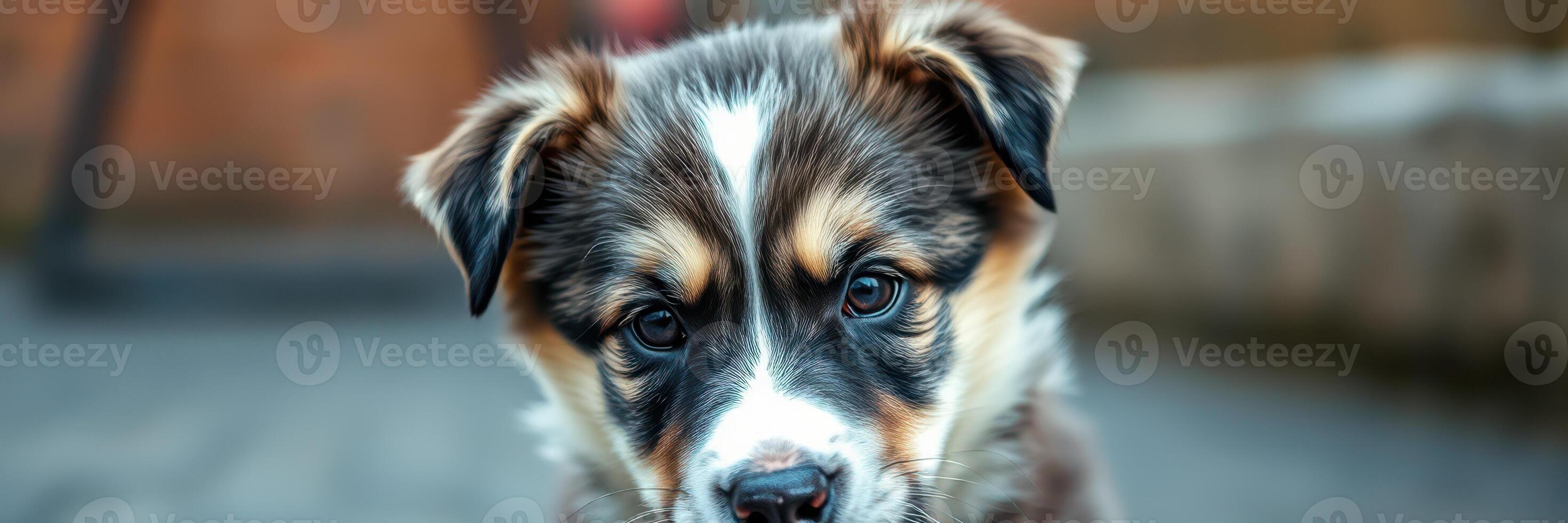 Playful puppy with striking coat exploring an outdoor area on a bright sunny day, capturing curiosity and joy photo