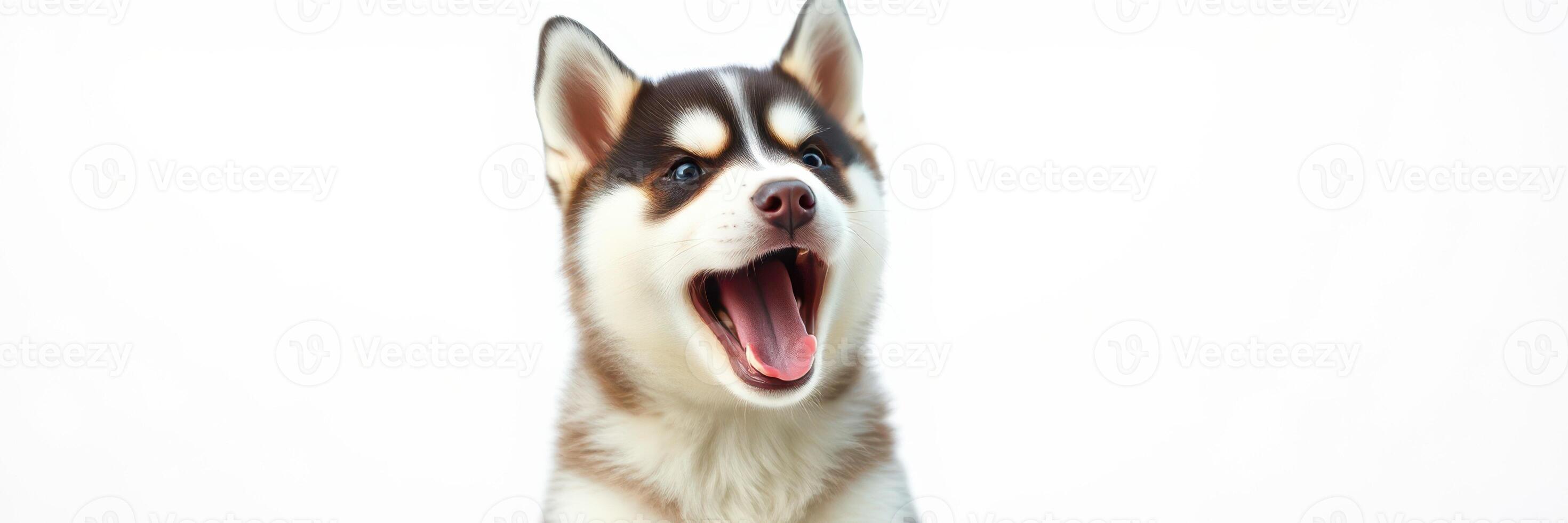 Siberian husky yawning against a plain background showcasing the breed's striking features and expressive demeanor photo