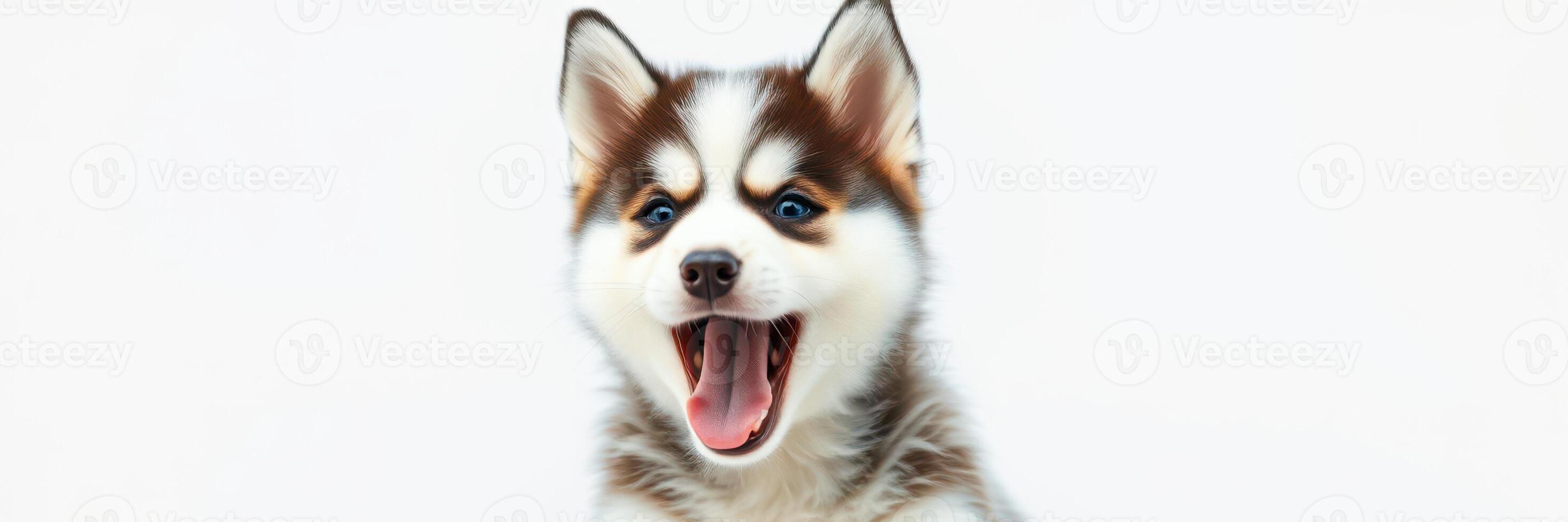 Happy puppy with playful expression poses for studio shot in bright setting photo