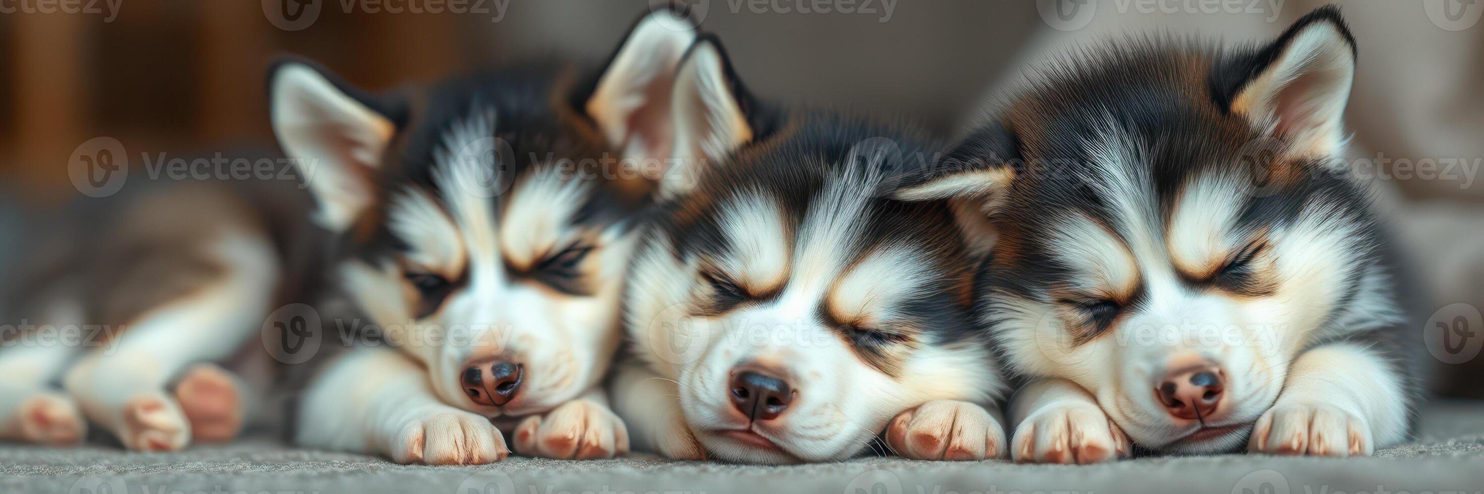 Three adorable husky puppies sleeping peacefully on a soft surface in a cozy indoor setting photo
