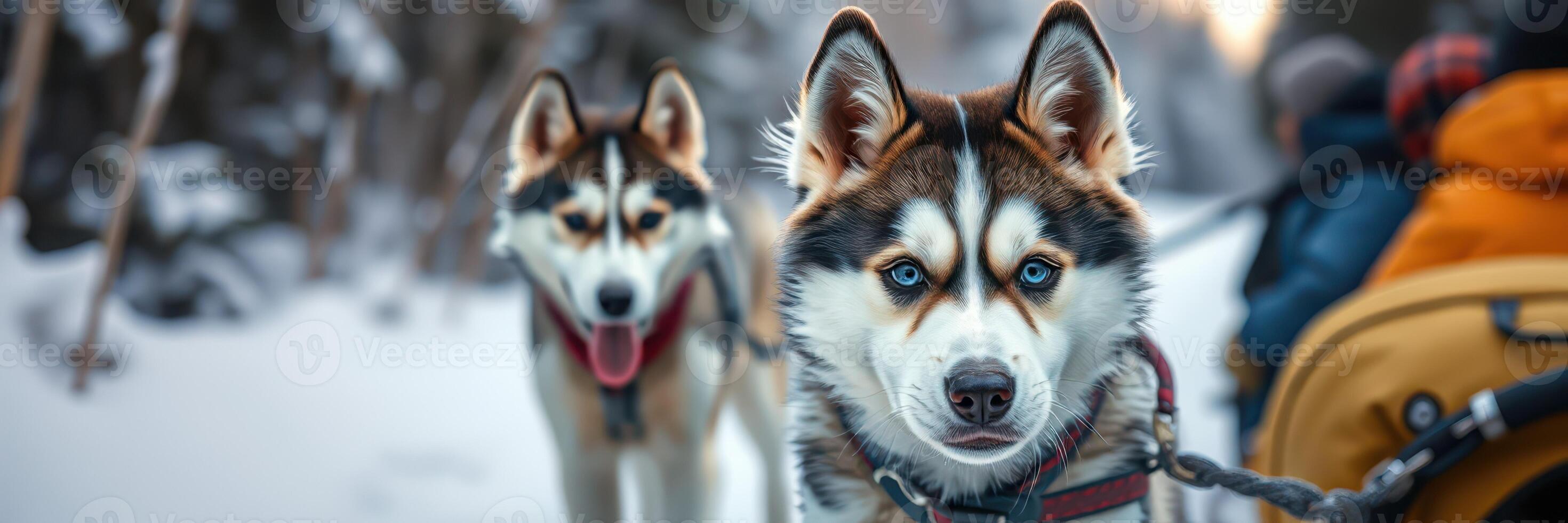 Sled dogs enjoying a winter trek through a snowy forest with excited passengers in colorful jackets photo