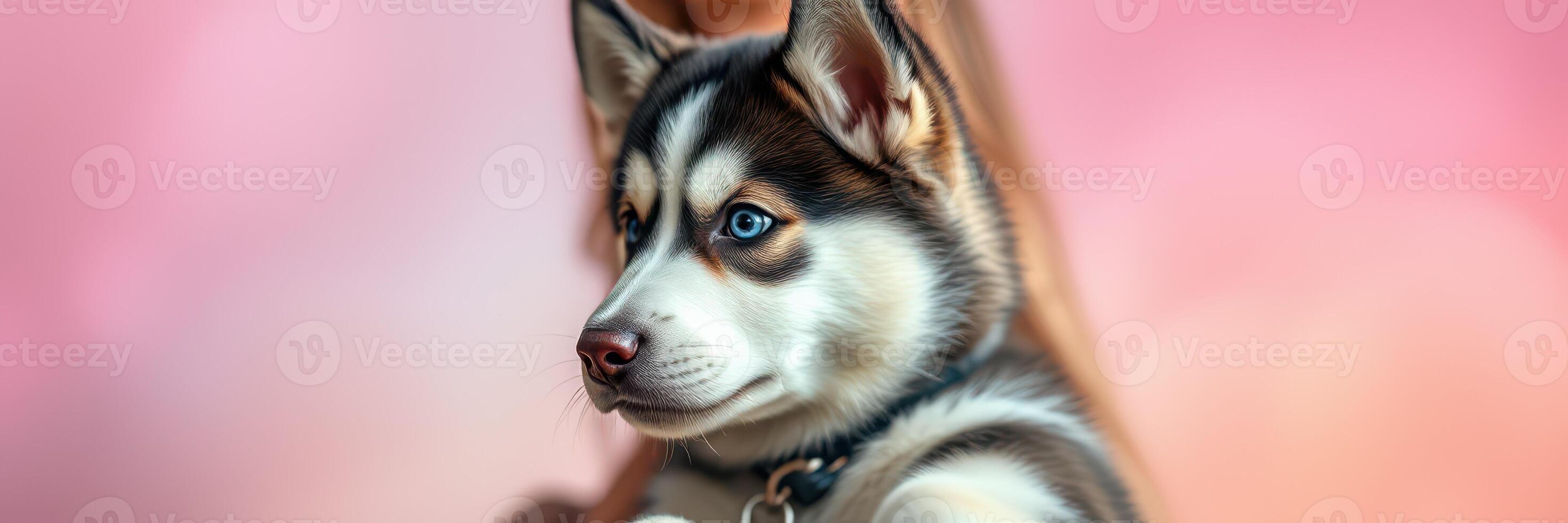Cute husky puppy resting in the arms of a person during sunset with a soft pink background photo