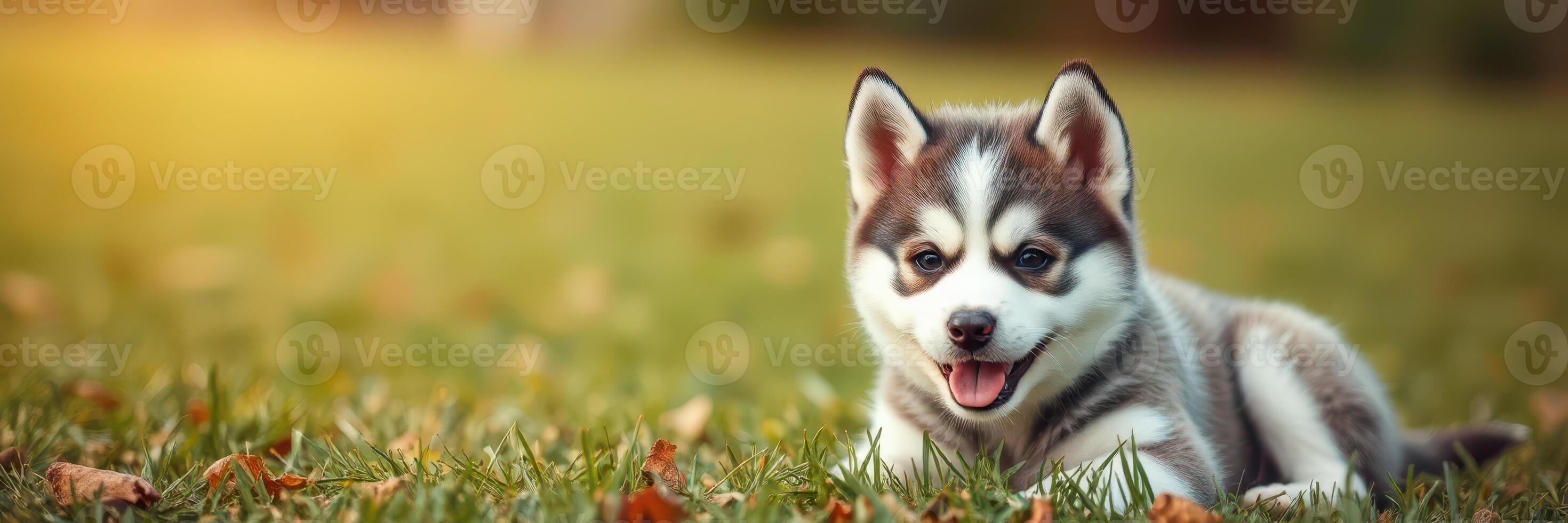 Happy husky puppy playing on green grass during golden hour in a park setting photo
