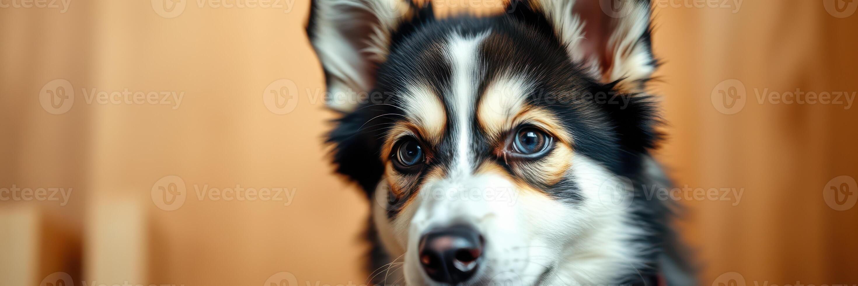 Cute dog with striking features poses indoors in a cozy atmosphere, showcasing its unique coat and playful expression photo