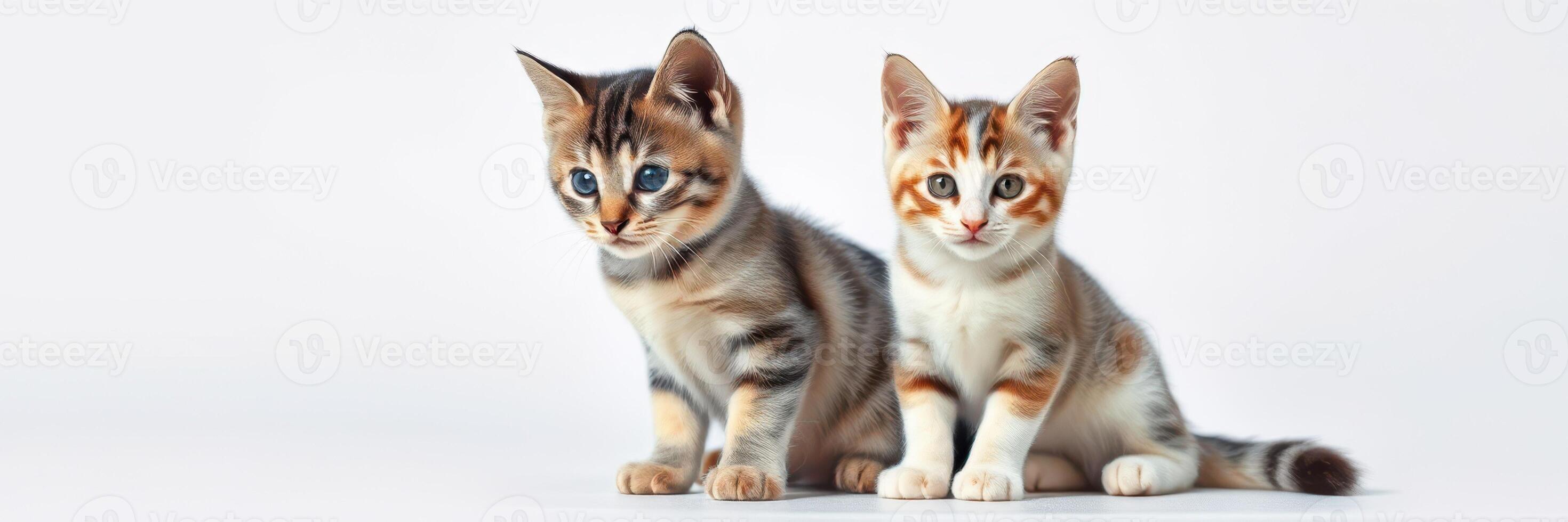 Two playful kittens sit together on a light background, showcasing their curious expressions and unique fur patterns photo