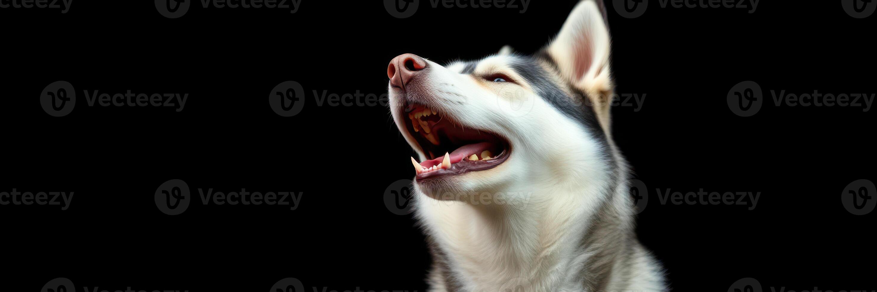 Beautiful husky dog howling against a black background during the night in an indoor setting photo