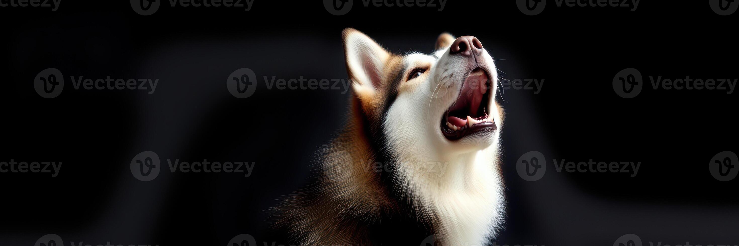 Majestic husky howling against a dark background at dusk, showcasing its powerful voice and striking features photo