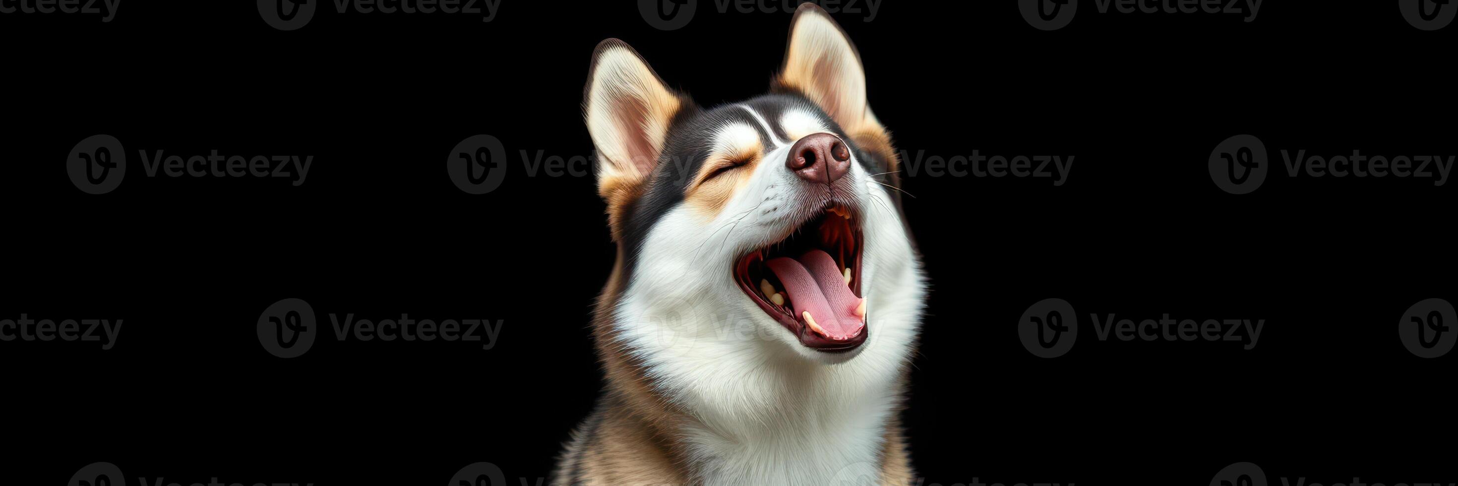 Playful dog with mouth wide open, enjoying a moment of joy against a black background photo