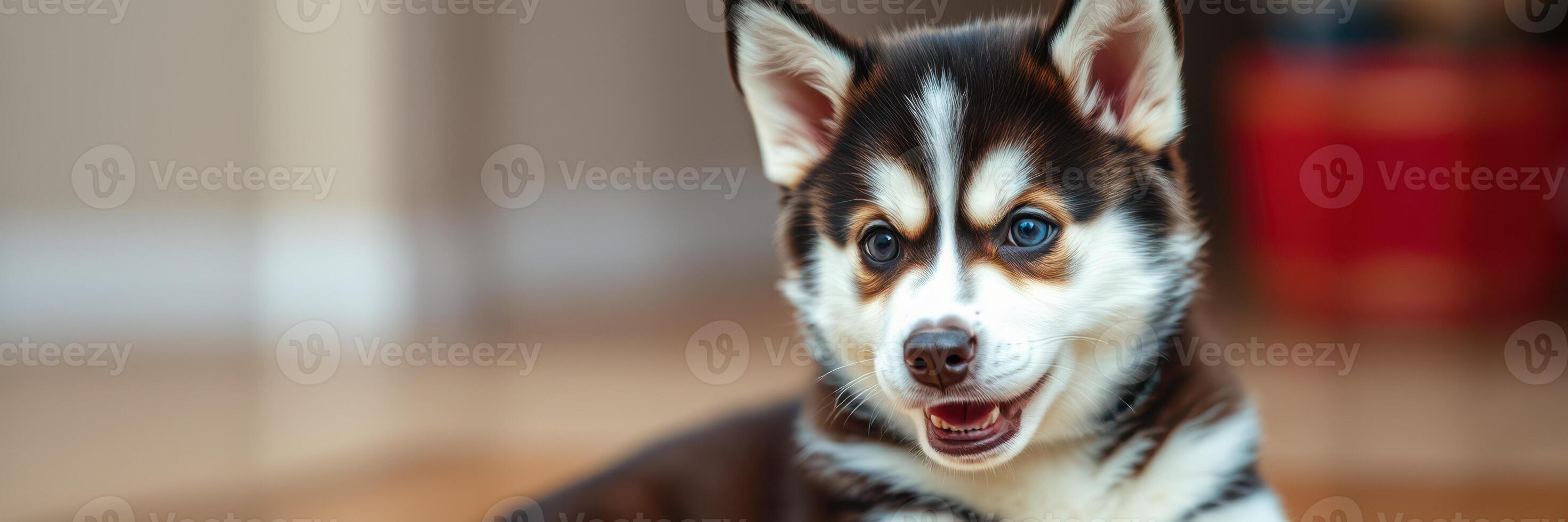 Happy husky puppy playing indoors on a sunny afternoon with a cheerful expression and soft fur photo