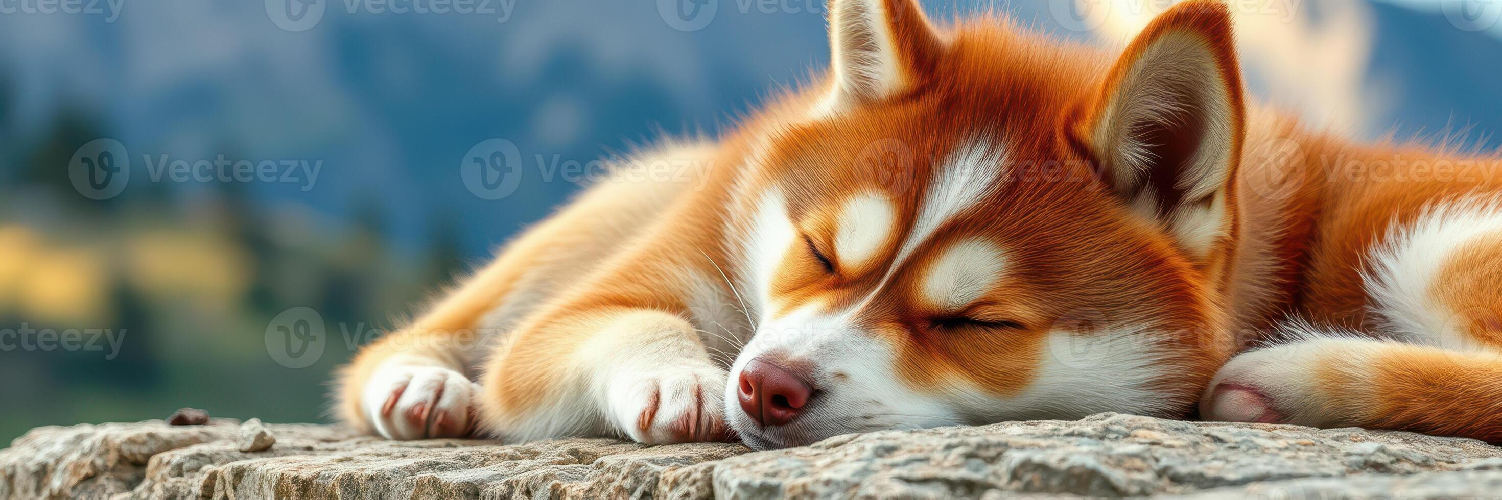 Cute dog relaxes on a rock in a stunning mountain landscape during a sunny day photo