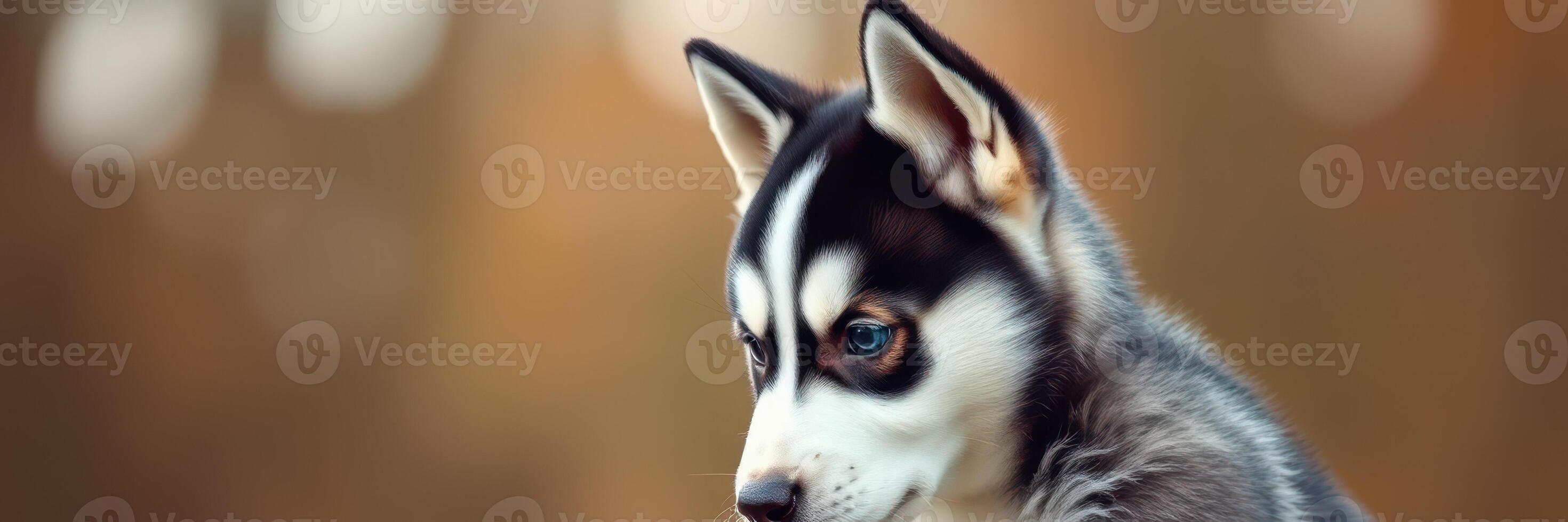 Cute husky puppy sitting quietly in a natural outdoor setting on a sunny day with soft blurred background photo