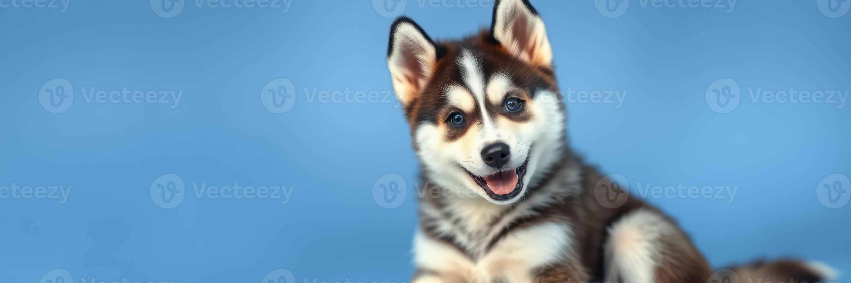 Happy husky puppy resting on a blue background during a playful moment indoors photo