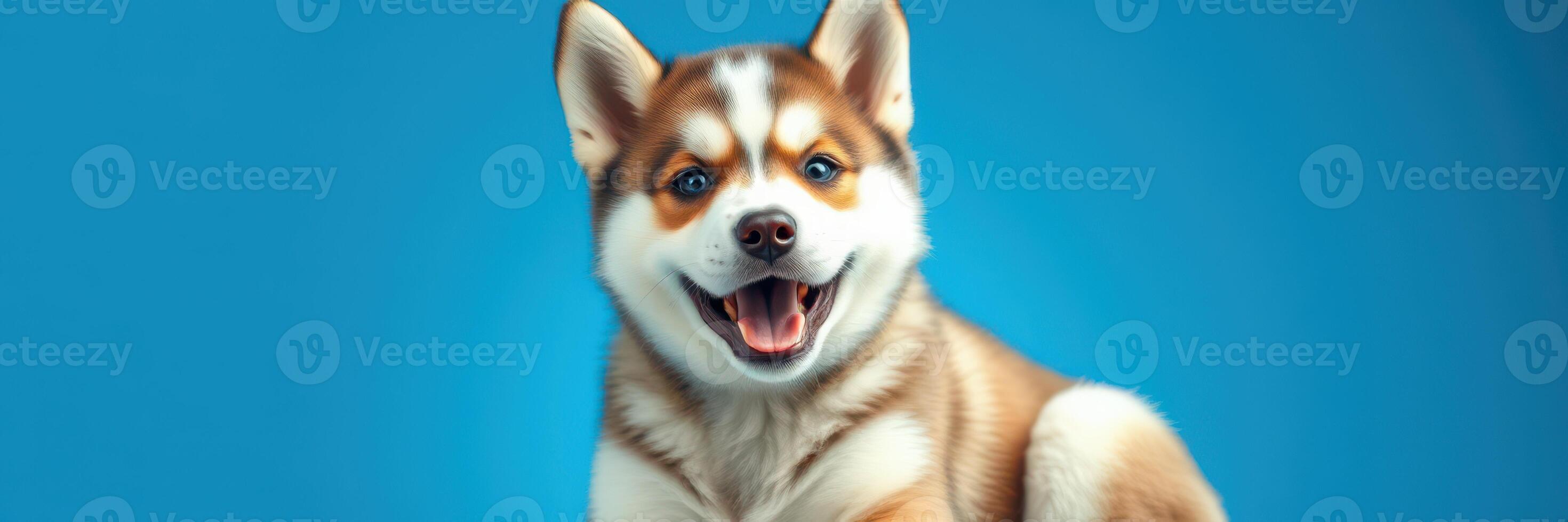 Happy playful dog poses on a bright blue background with a joyful expression and fluffy fur photo