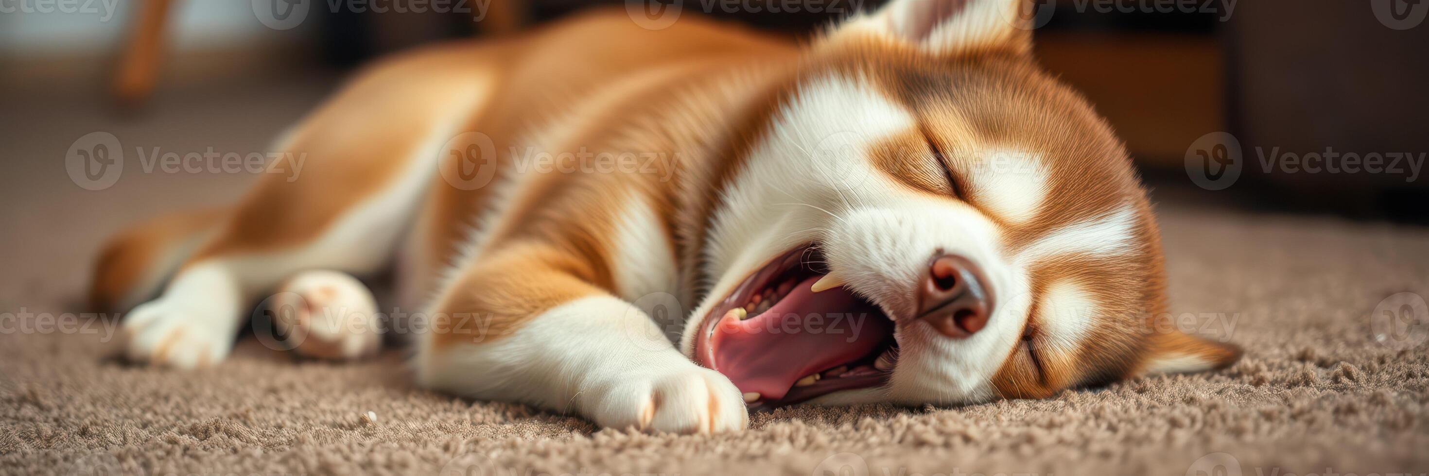 Cute husky puppy yawning while sleeping on a soft carpet in a cozy living room during the afternoon photo