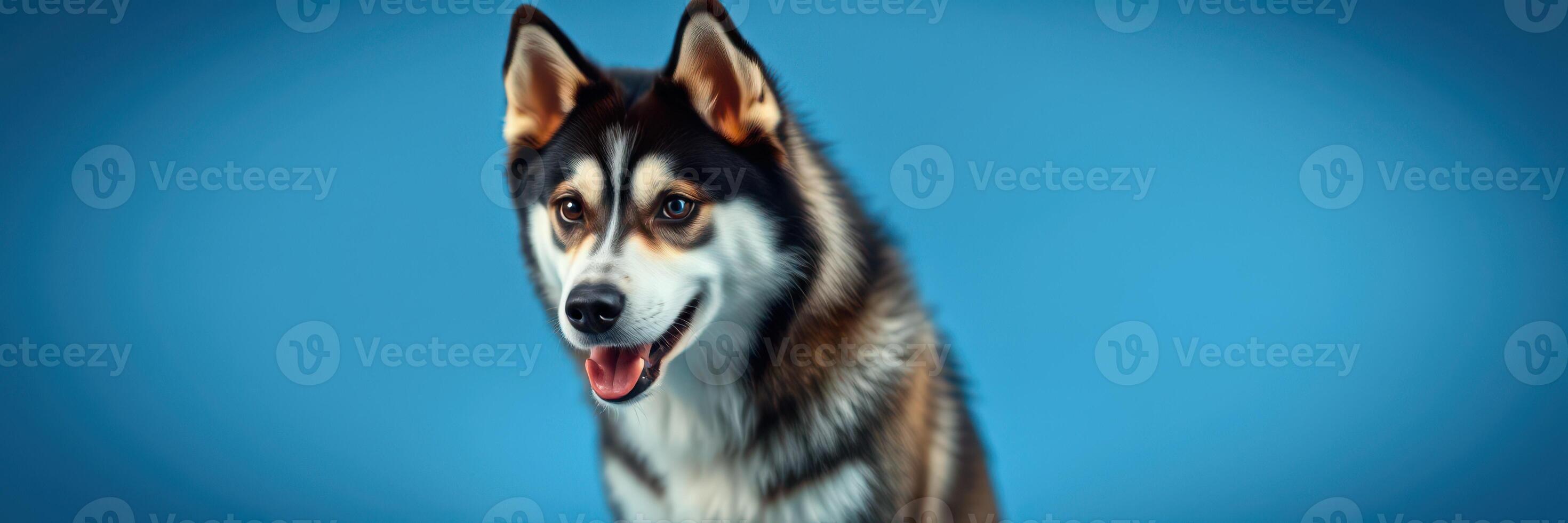 Beautiful husky dog posing against a bright blue background with a joyful expression during a studio session photo