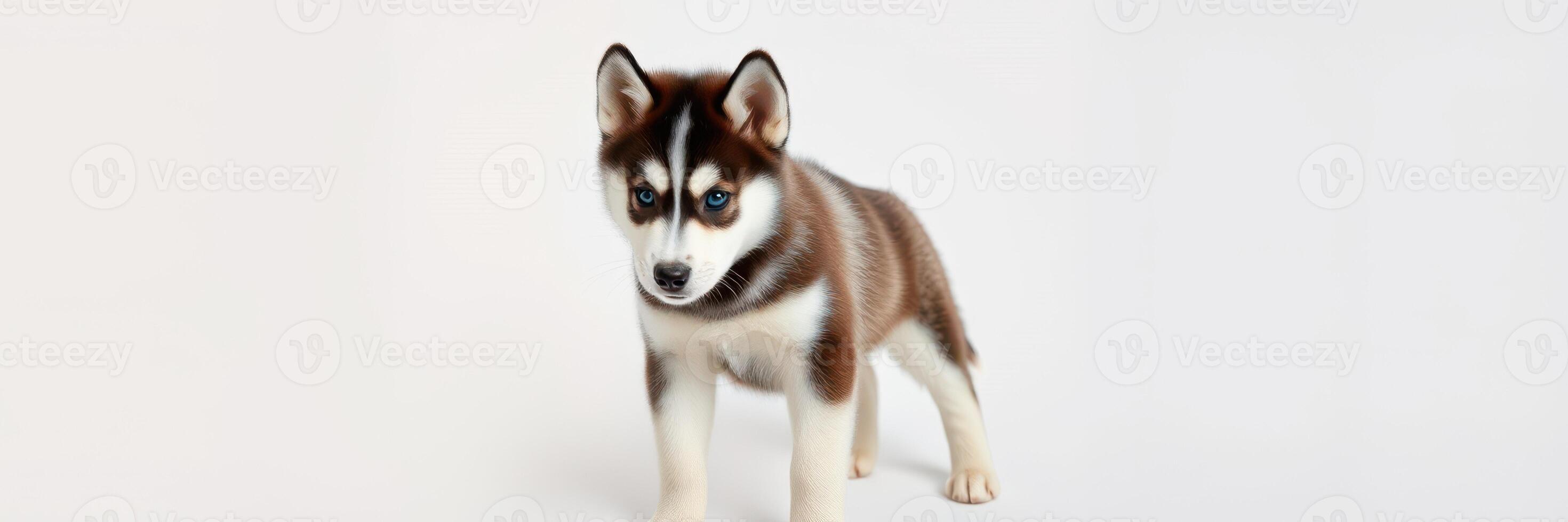 Cute husky puppy stands on a plain background, showcasing its playful nature and striking fur pattern photo