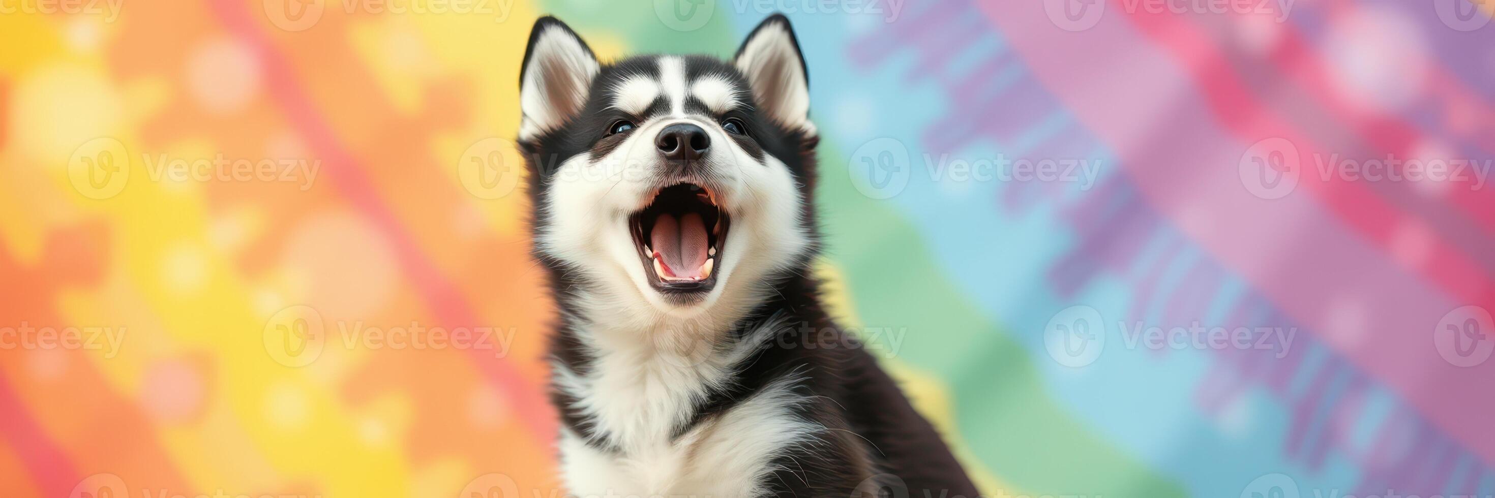 Happy husky puppy sitting against a colorful rainbow background with an excited expression photo
