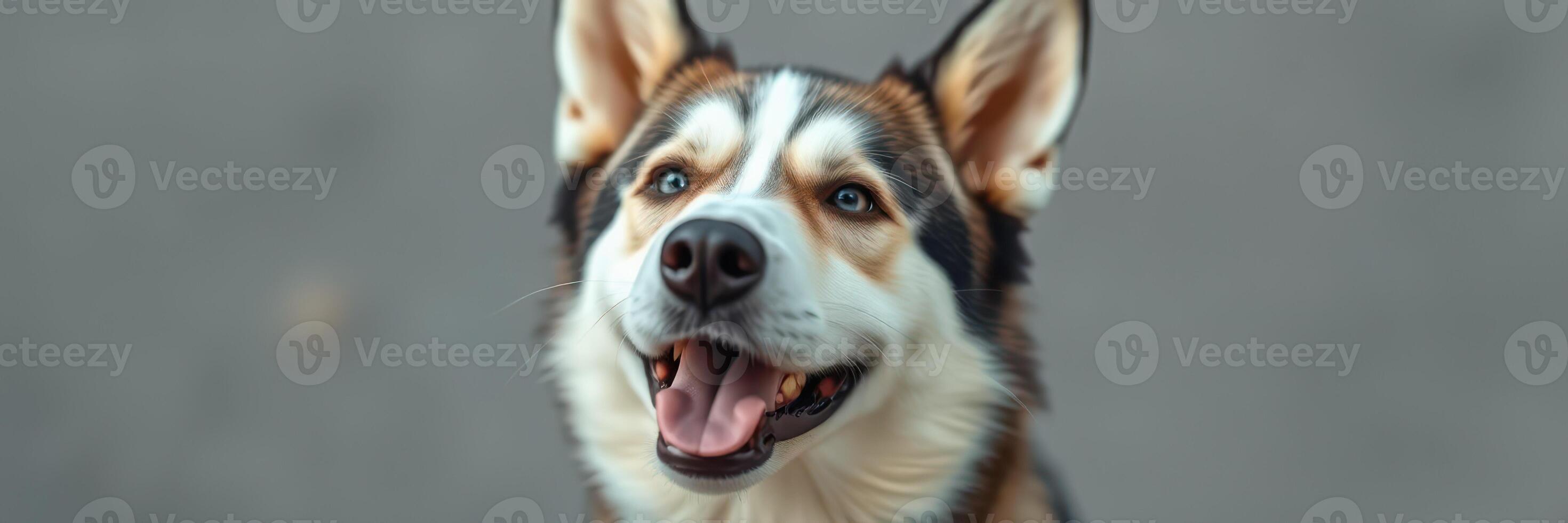 Happy dog with a joyful expression enjoying a sunny day outdoors at a park photo