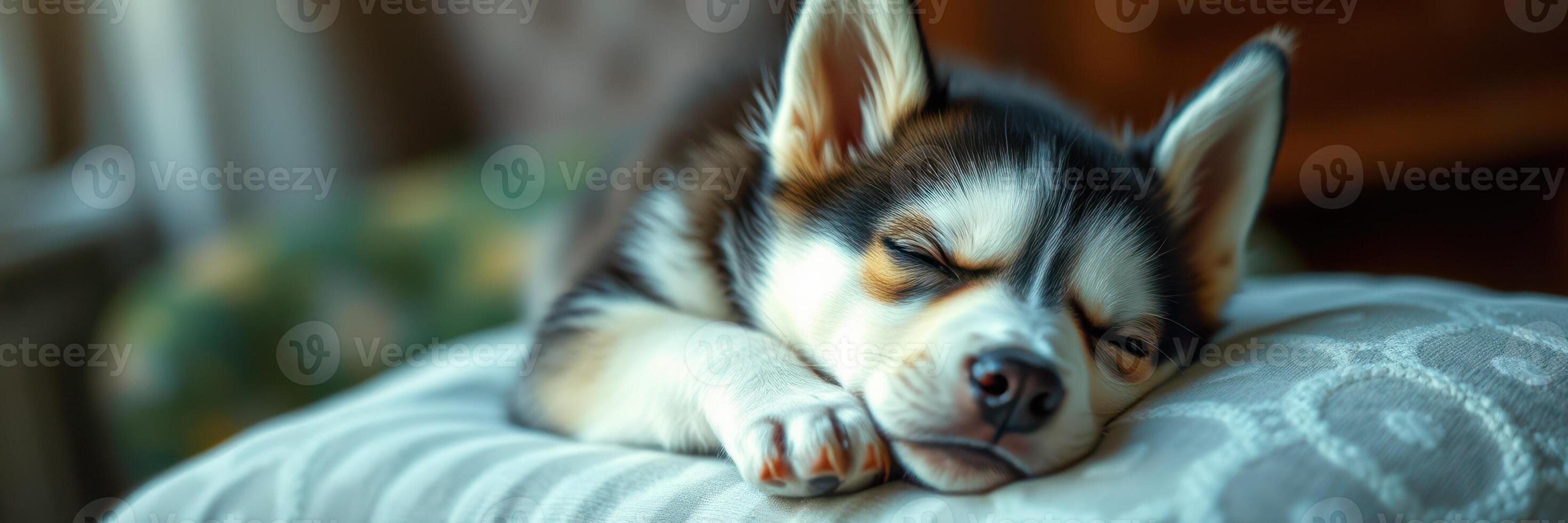 Husky puppy peacefully sleeping on decorative cushion in cozy indoor setting during the afternoon photo
