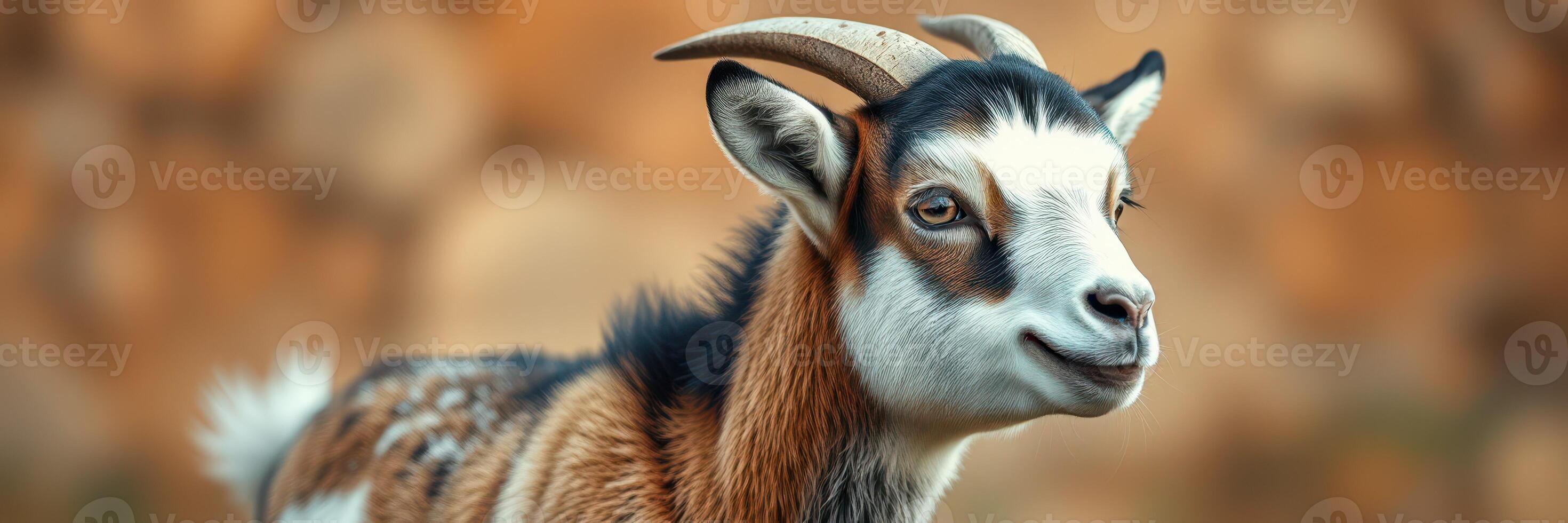 Goat with unique markings standing in a natural setting during golden hour photo